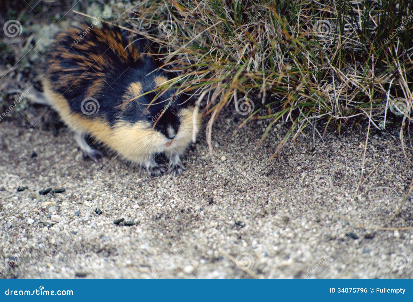 Norway lemming, rodent