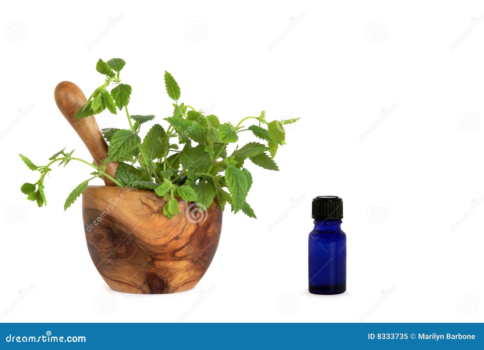 Lemon Balm Essential Oil Herb Stock Image - Image of ingredients