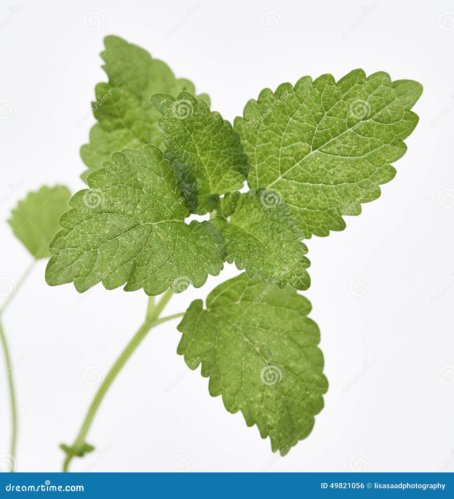 Lemon Balm Leaves stock photo. Image of balm, digestive 49821056