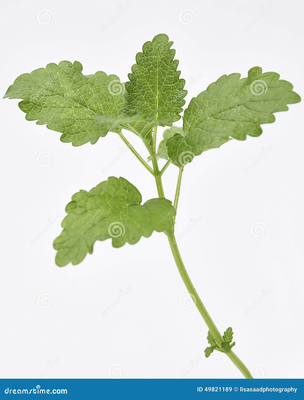 Lemon Balm Leaves stock image. Image of plant, fresh - 49821189