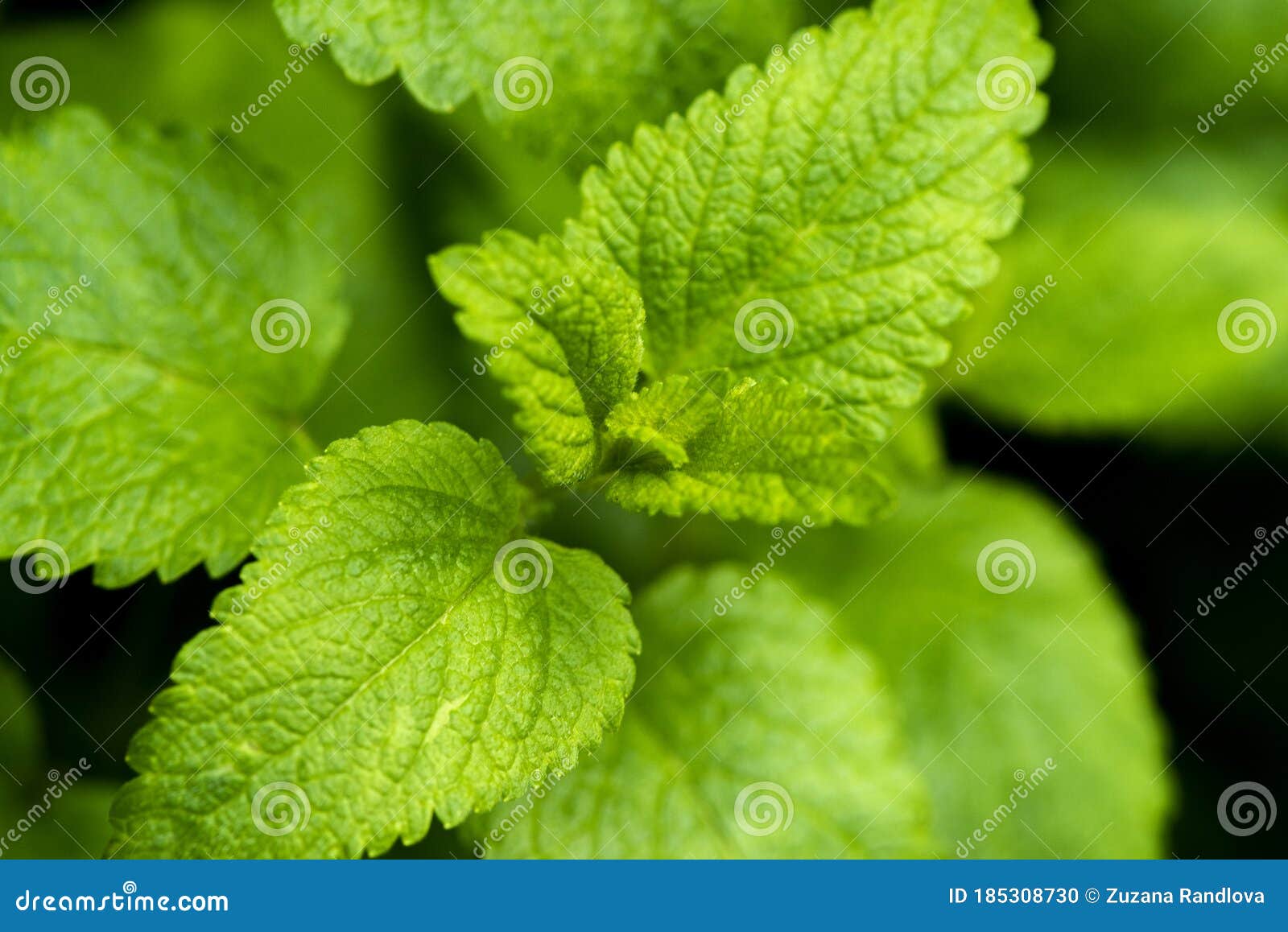 Lemon balm leaves stock photo. Image of herbaceous, detail 185308730