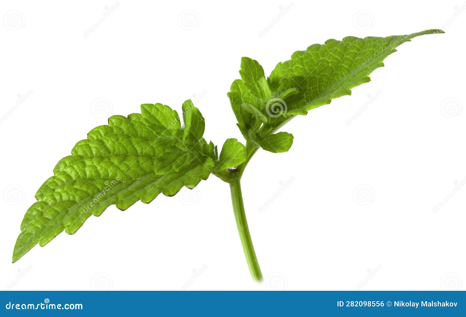 Lemon Balm Leaves Isolated on White Background. Stock Photo Image of