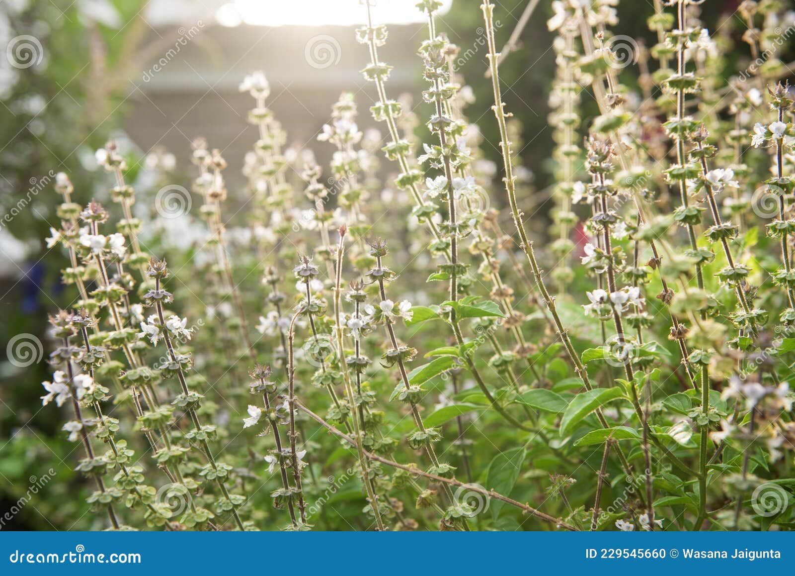 Lemon Basil Flowers on Nature Background Stock Photo Image of