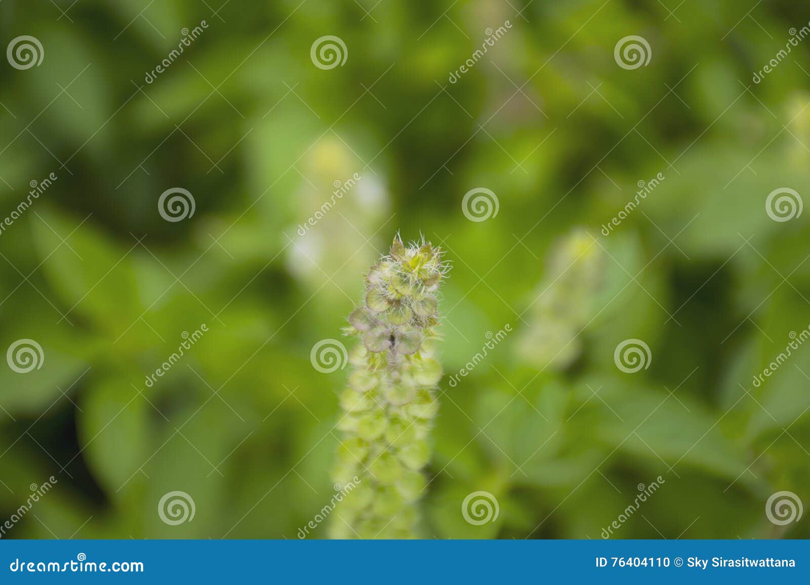 Lemon basil flowers. stock photo. Image of healthy, plant 76404110