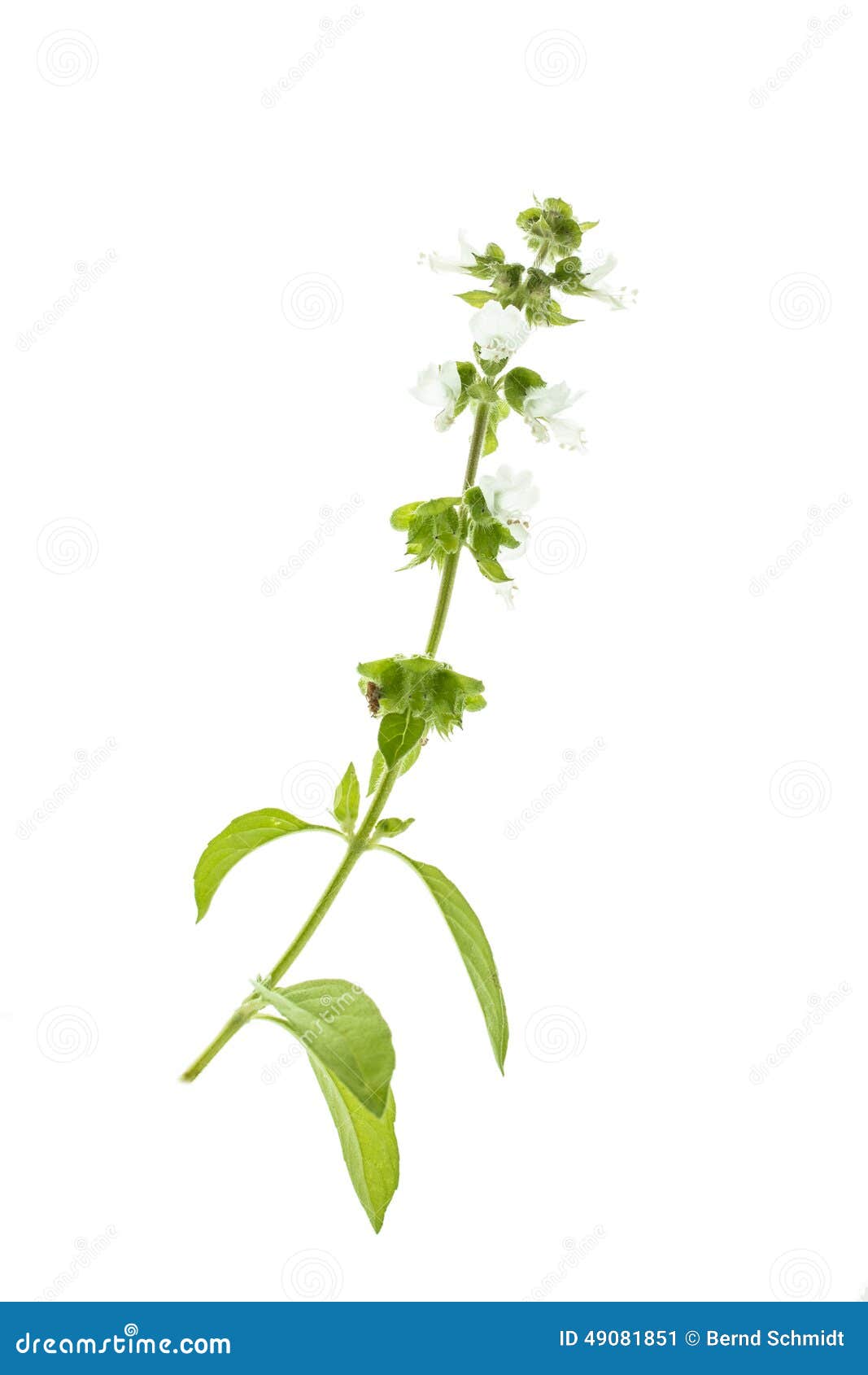 Lemon basil with flowers stock image. Image of food, vertical 49081851
