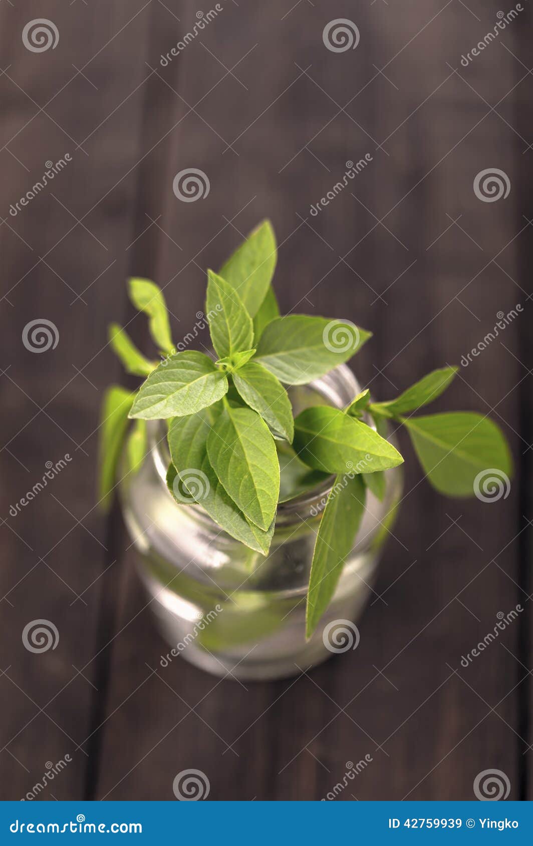 Lemon Basil in Glass Jar Closeup Stock Image Image of nature, cook