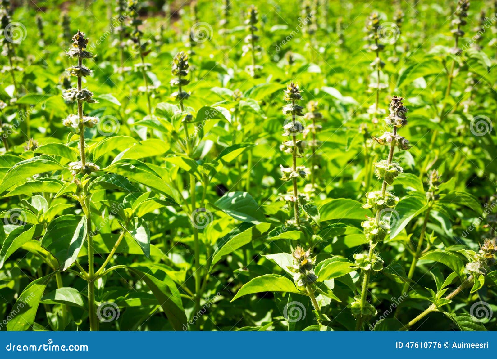 Lemon Basil Holy Ocimum Gratissimum Hoary Thai Lemon Basil Lao Seeds