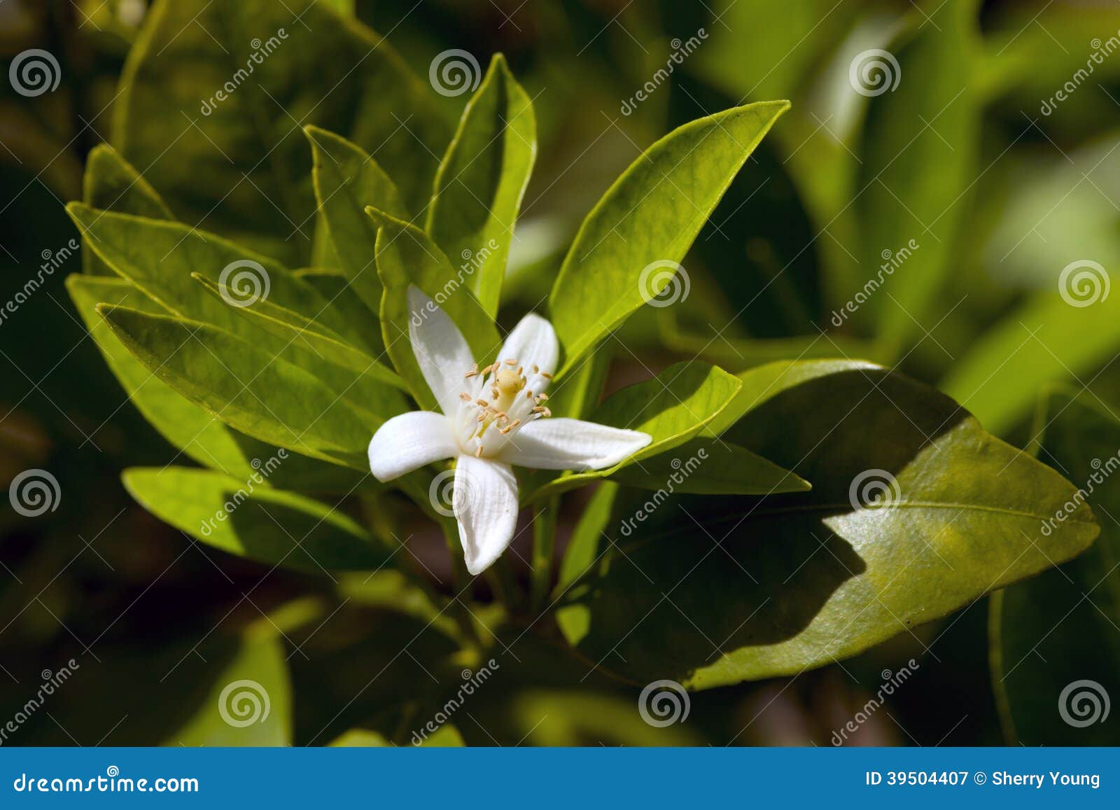 Lemon Blossoms stock image. Image of garden, agriculture 39504407