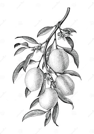 Lemon Branch Illustration Black and White Vintage Clip Art Isolate on ...