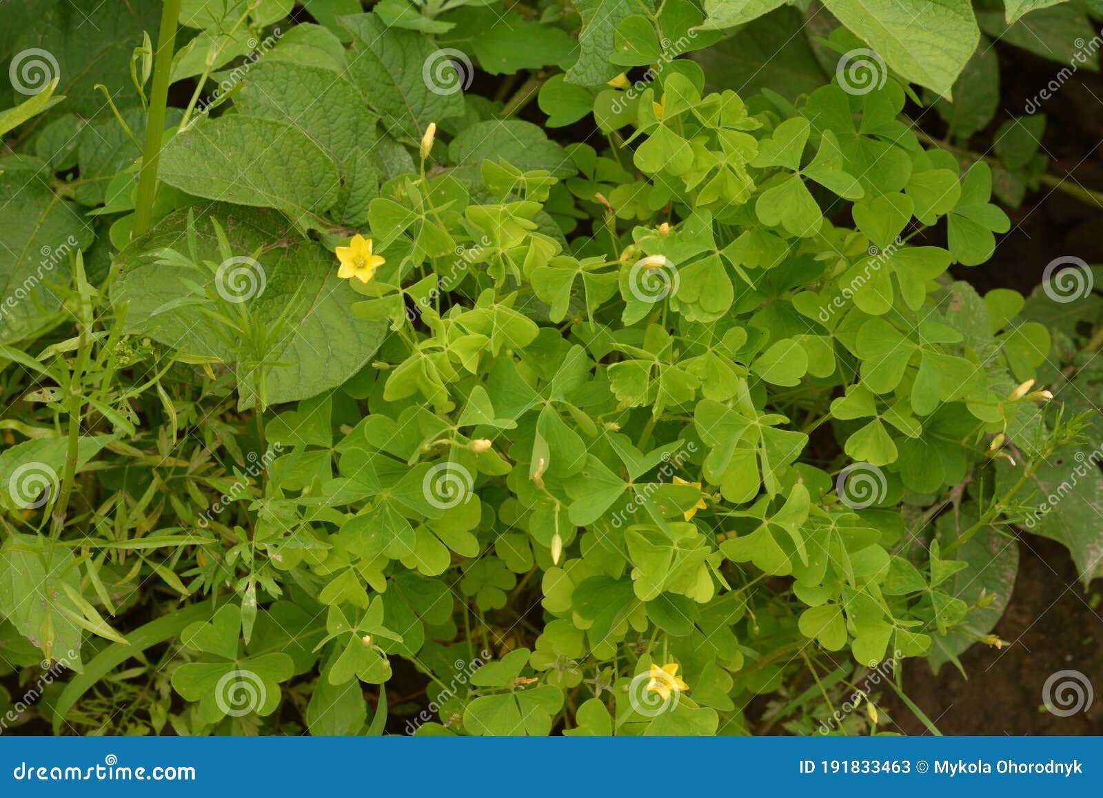 The Lemon Clover Oxalis Fontana Oxalis Stricta Called The Common Yellow Woodsorrel Common Yellow Oxalis Stock Image Image Of Elegant Grassy The Lemon Clover Oxalis Fontana Oxalis Stricta Called The Common Yellow Woodsorrel Common Yellow Oxalis Stock Image Image Of Elegant Grassy