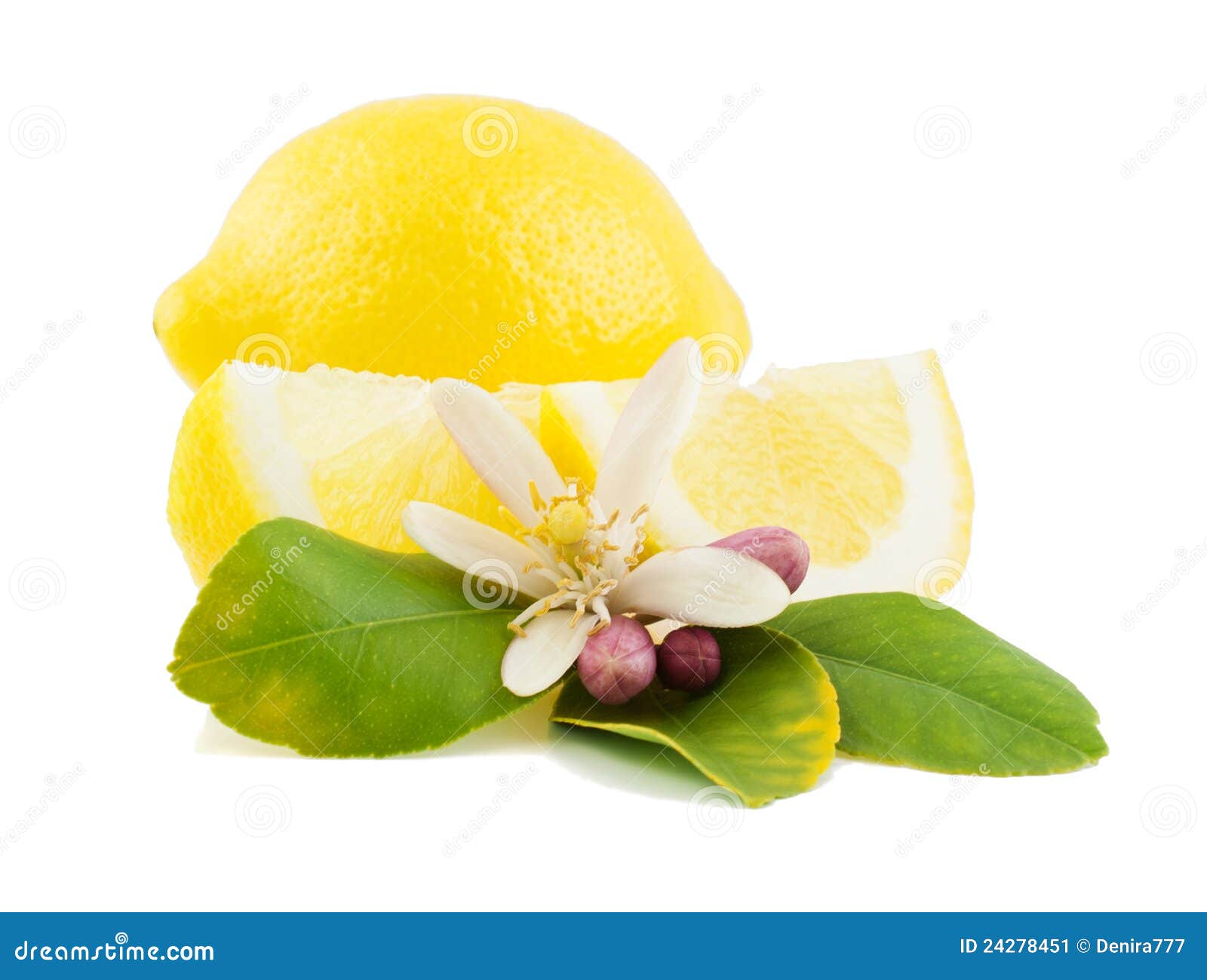 Lemon and flower stock image. Image of blossom, element 24278451