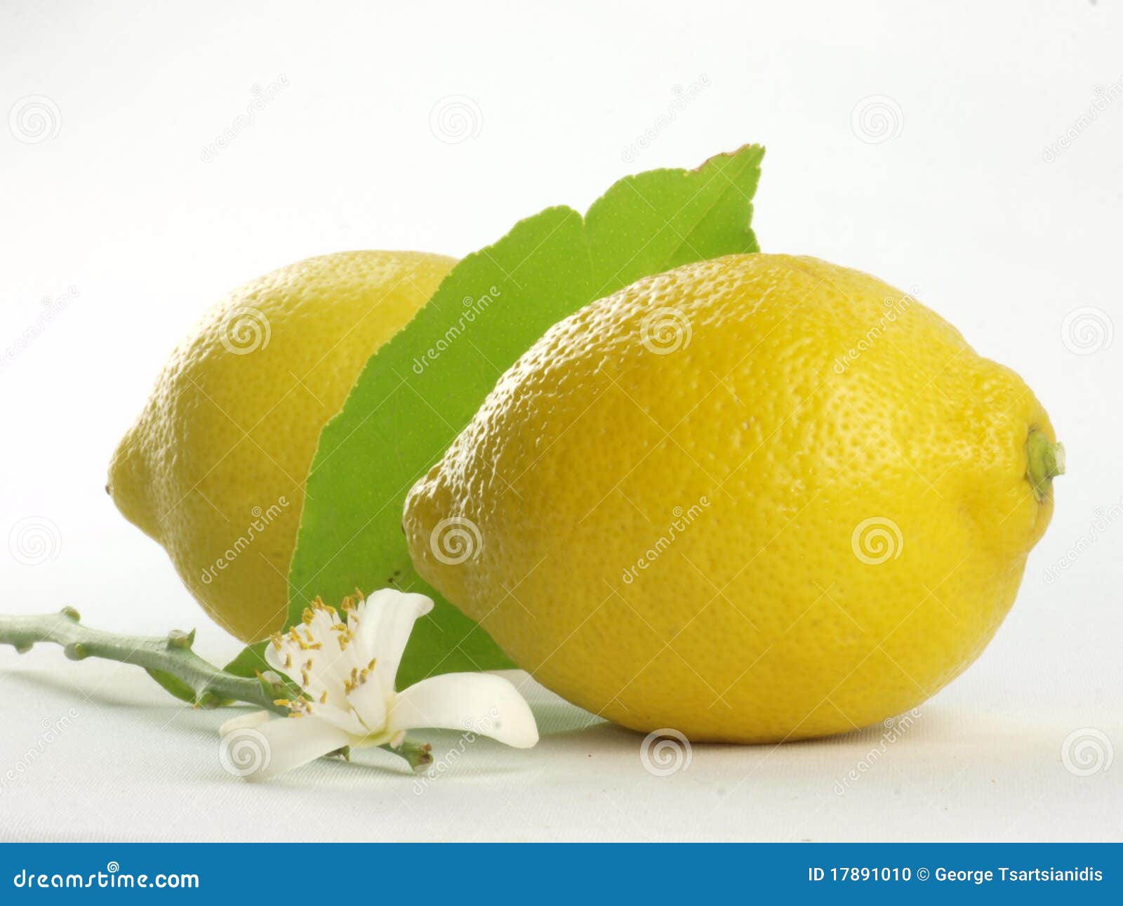 Lemon Flowers and Lemon Fruits Stock Photo Image of lemon, healthy