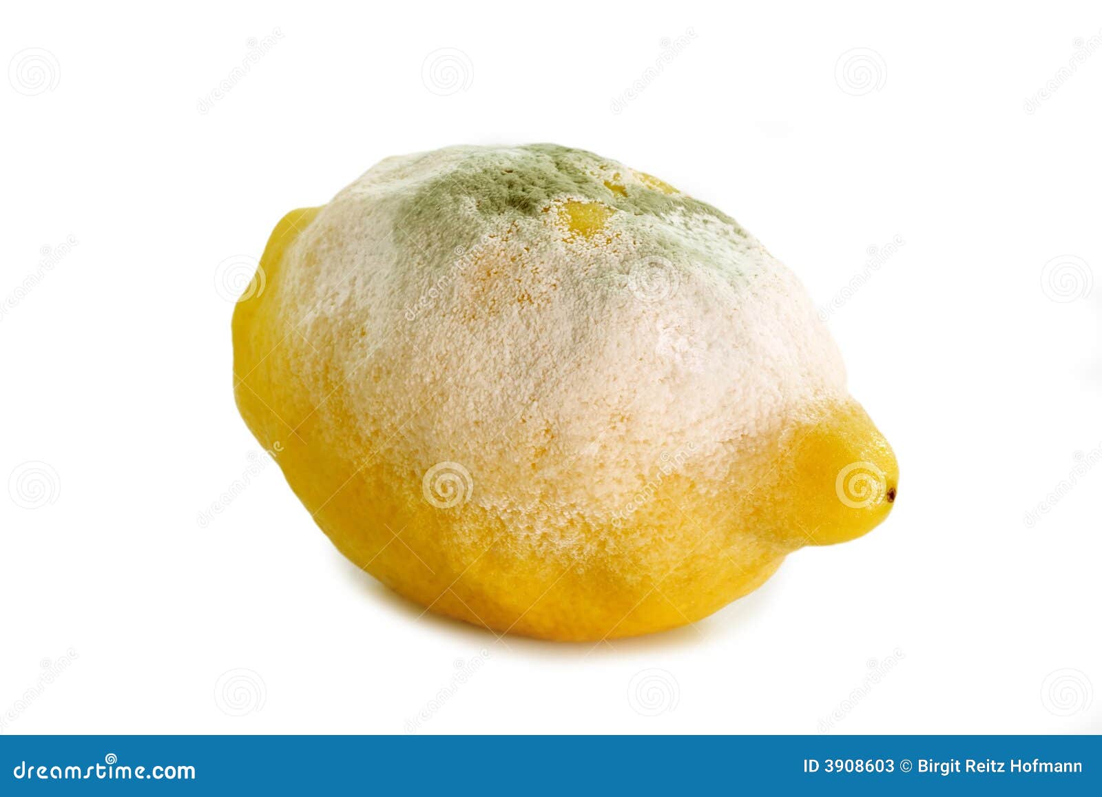 Lemon gone bad stock image. Image of isolated, background 3908603