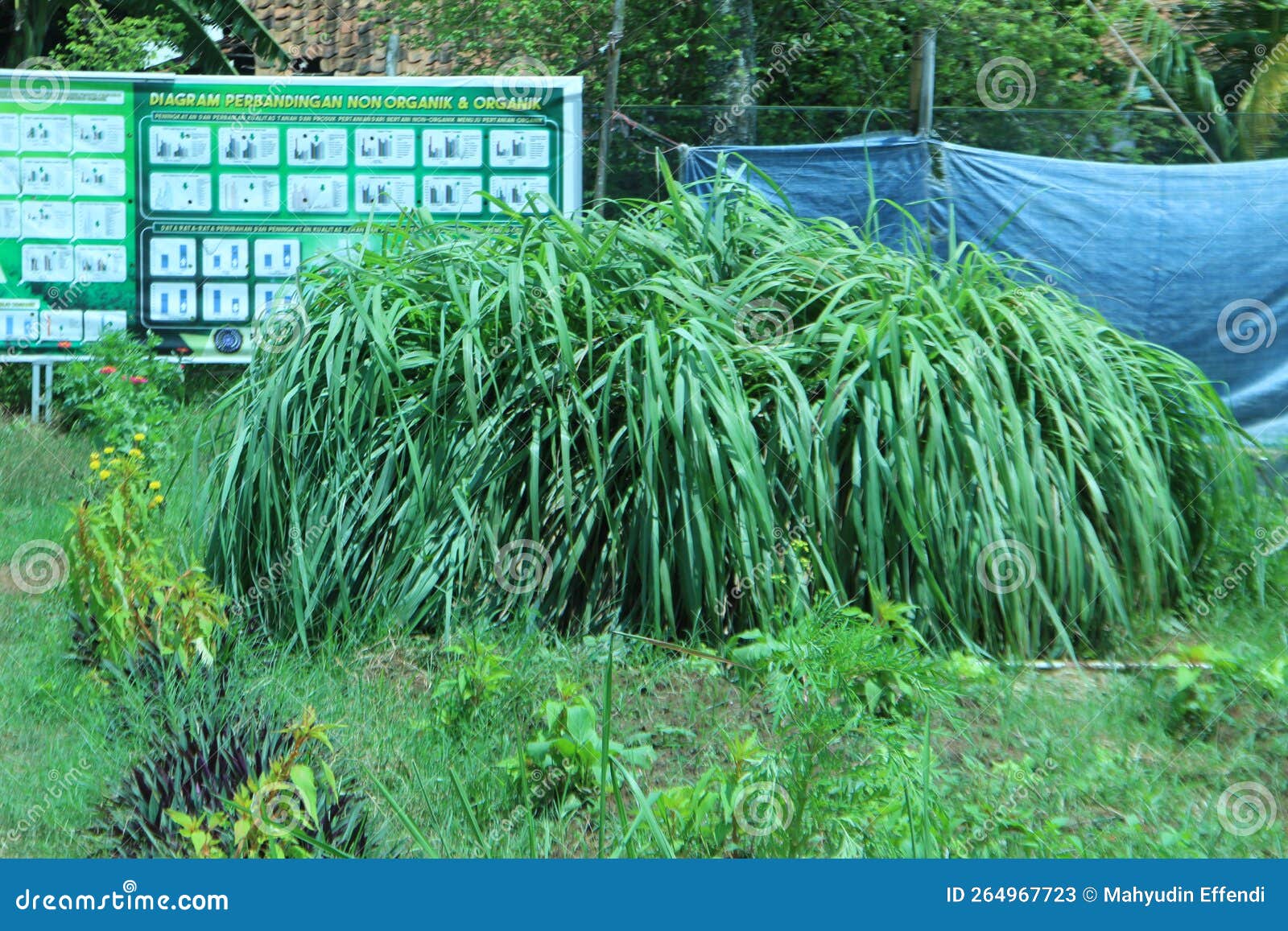 Lemon Grass Plant in a Garden Stock Image Image of produce, green
