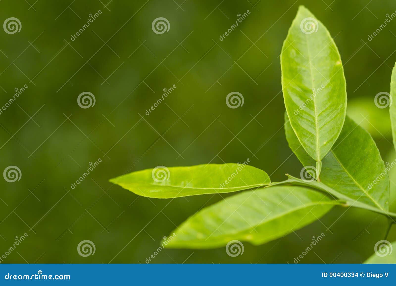 lemon leaves - limÃÂ£o e suas folhas