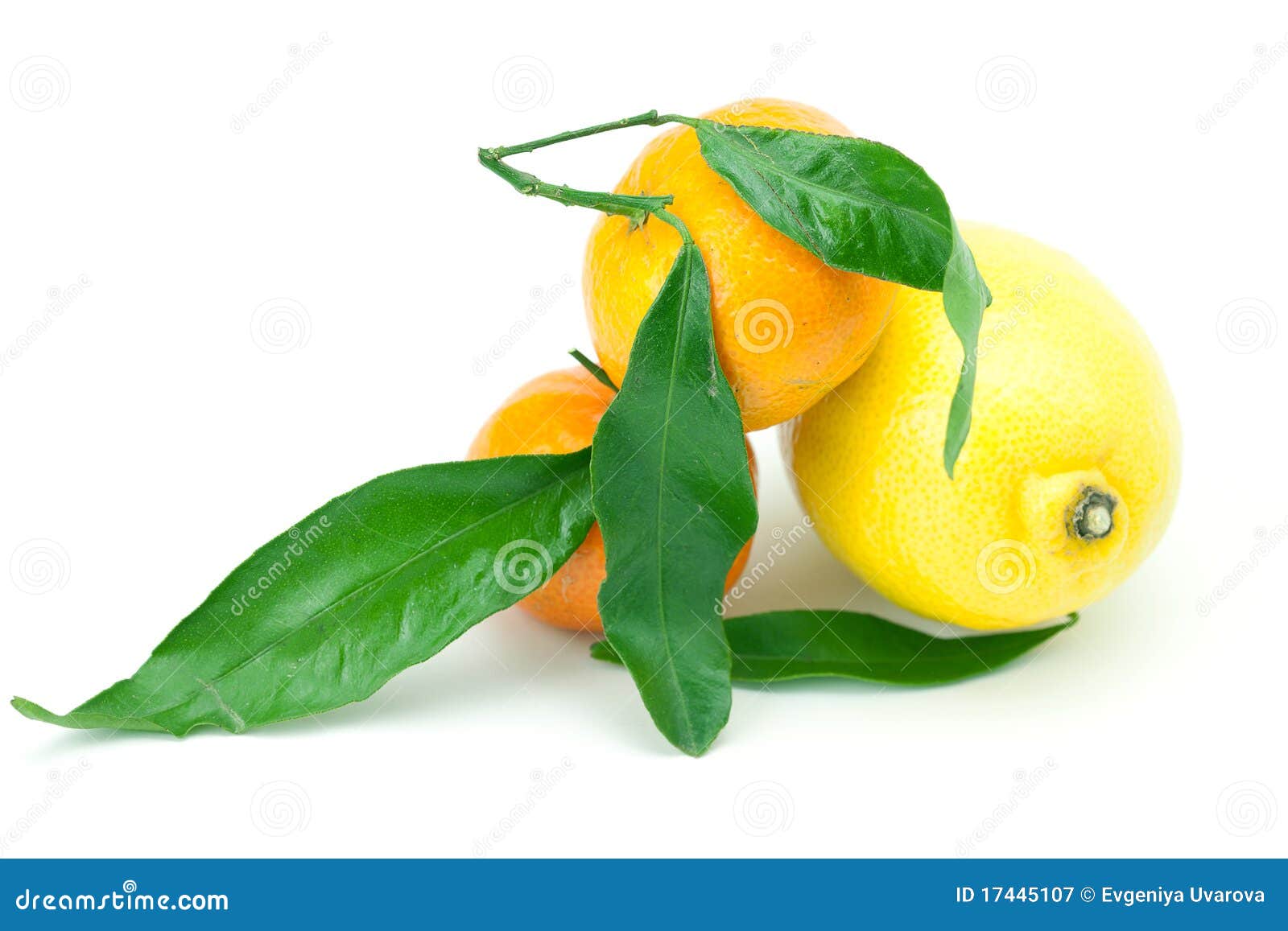 Lemon and Mandarin Isolated on White Stock Image Image of descriptive