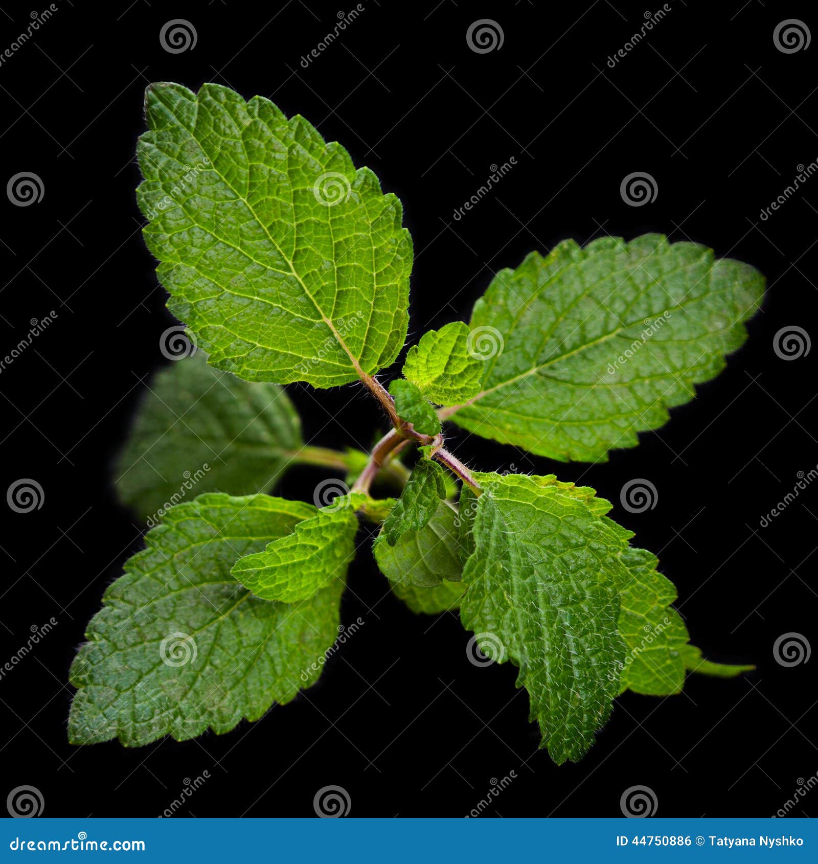 Lemon melissa herb stock photo. Image of aroma, leave 44750886