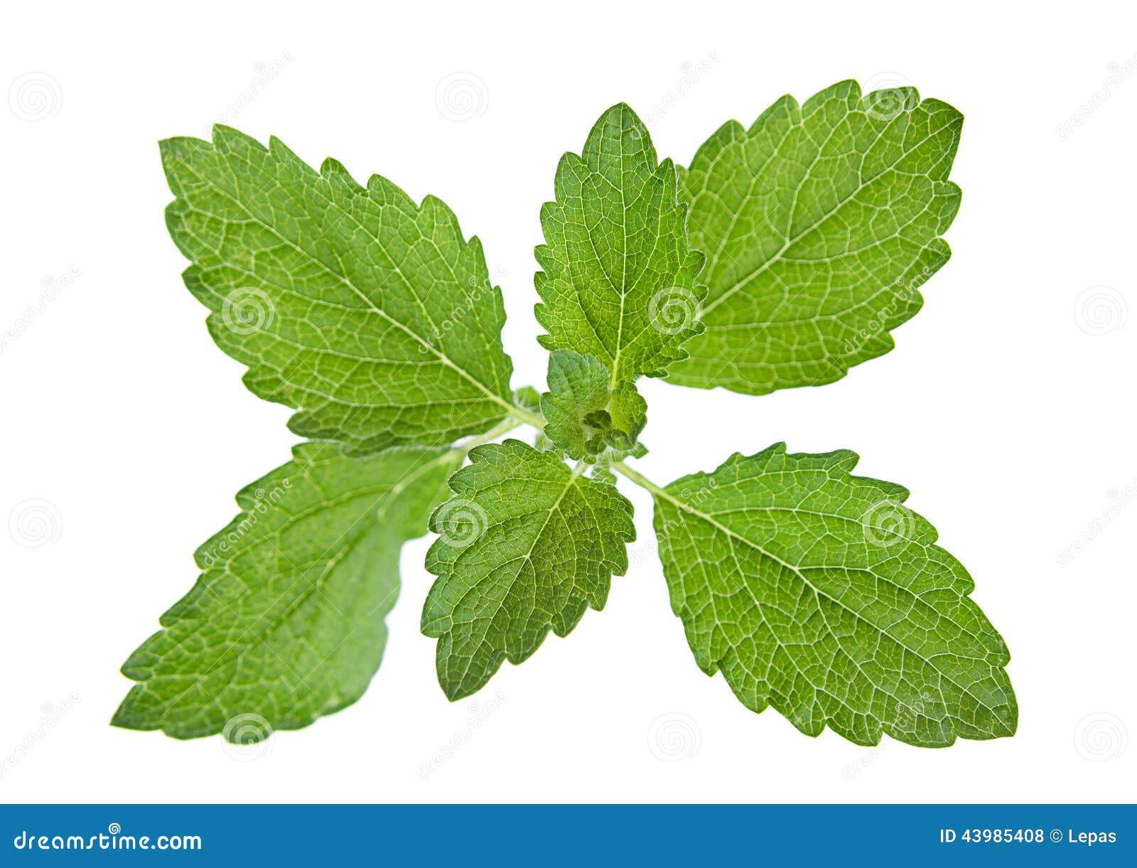 Lemon melissa herb stock photo. Image of balm, leaf, herbal 43985408