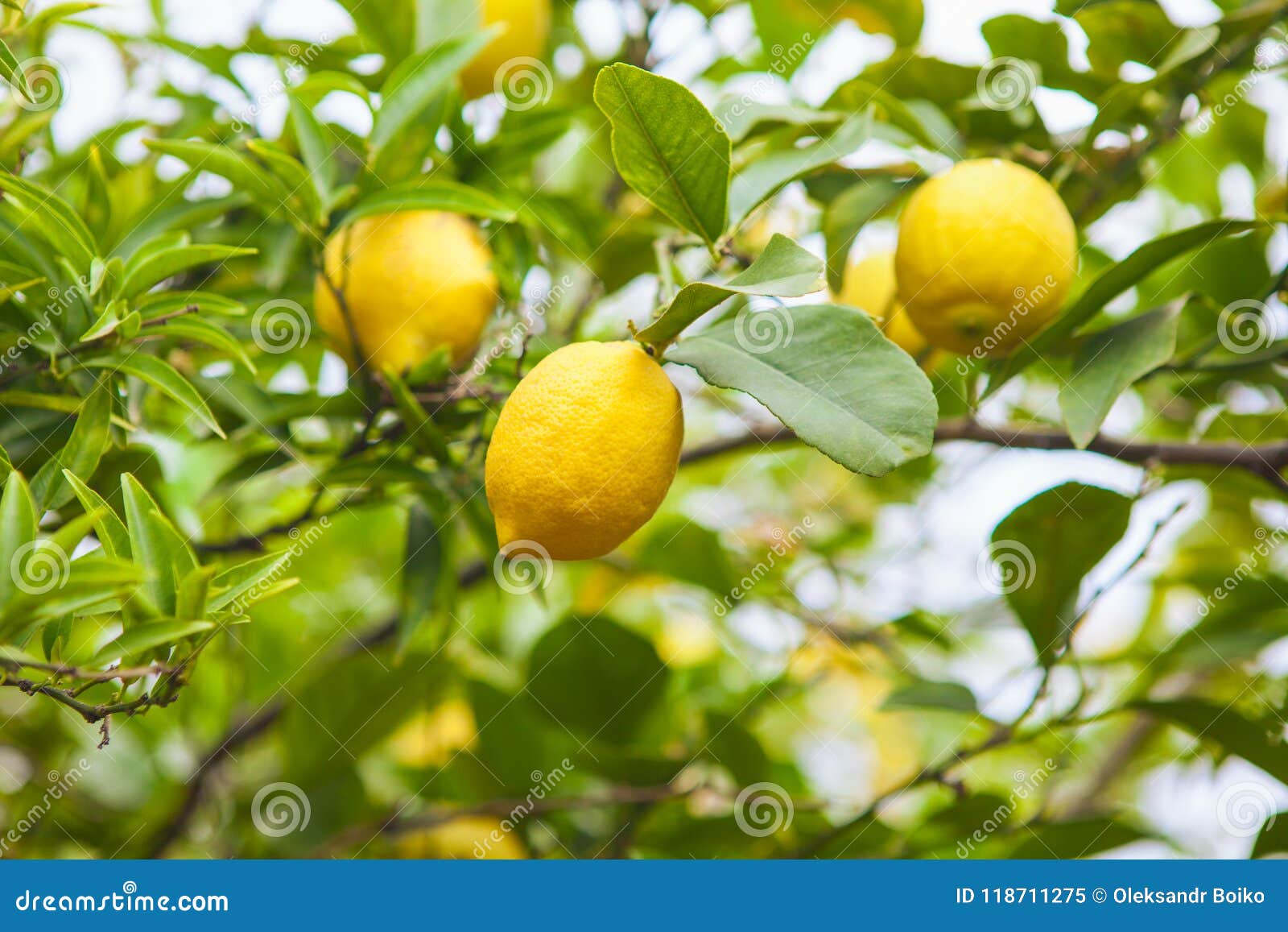 Falling 2539 lemons tree, Edgartown MA small off