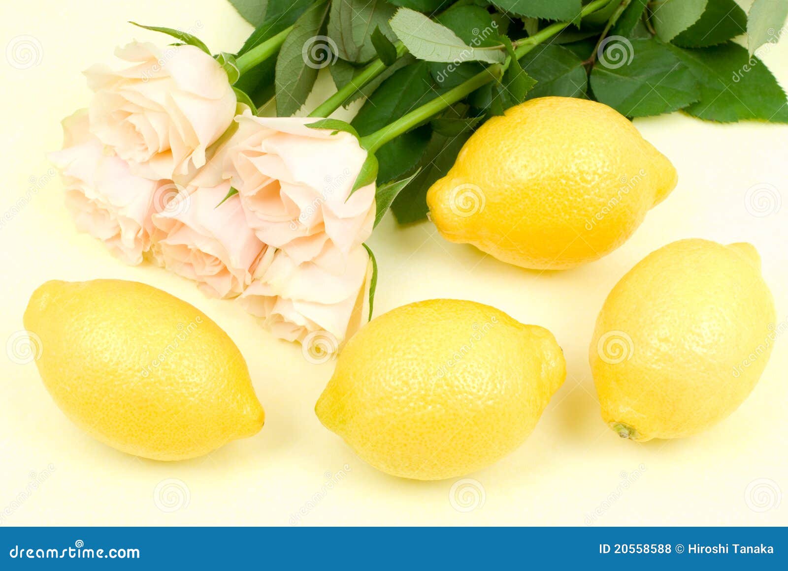 Lemon and rose stock photo. Image of freshness, cook 20558588