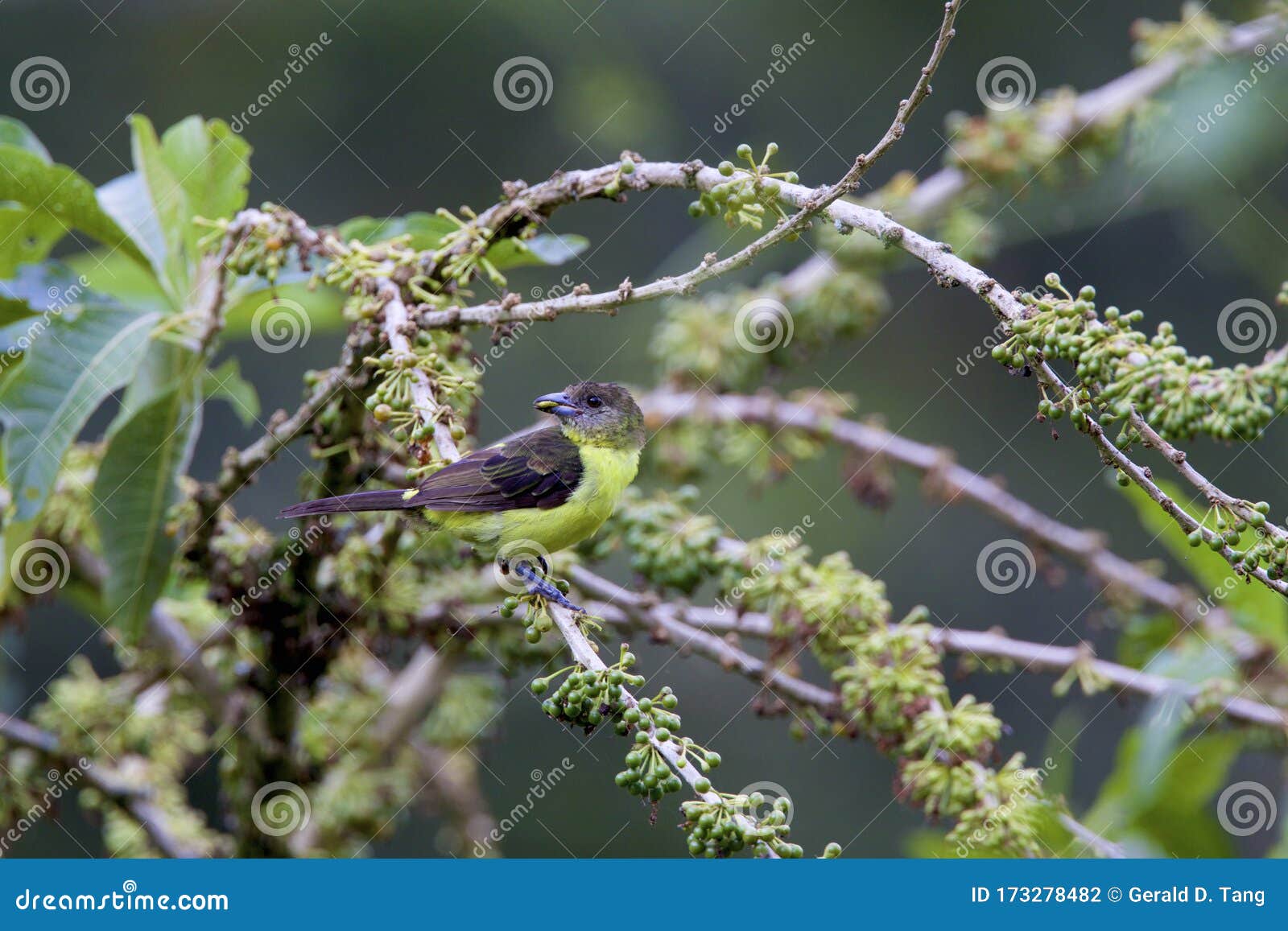 lemon-rumped tanager female  843649