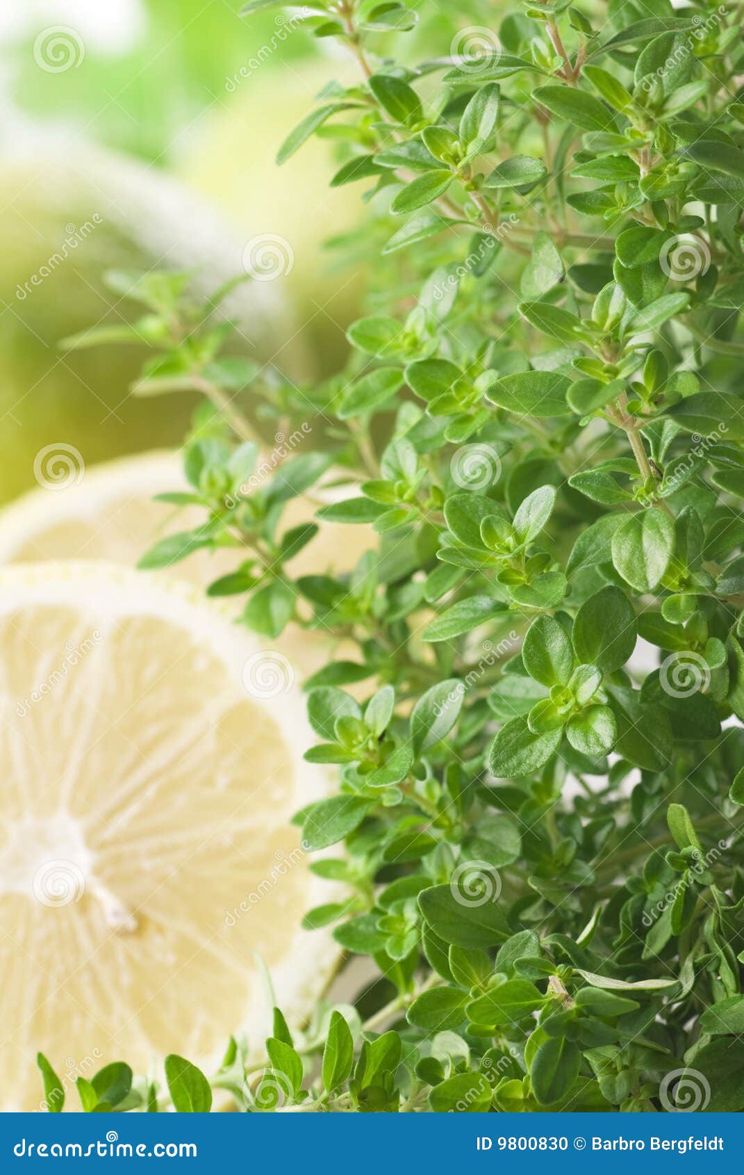 lemon-scented thyme