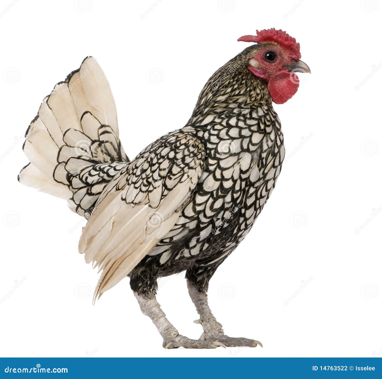 Lemon Sebright Rooster, 1 Year Old, Standing Stock Photo Image 14763522