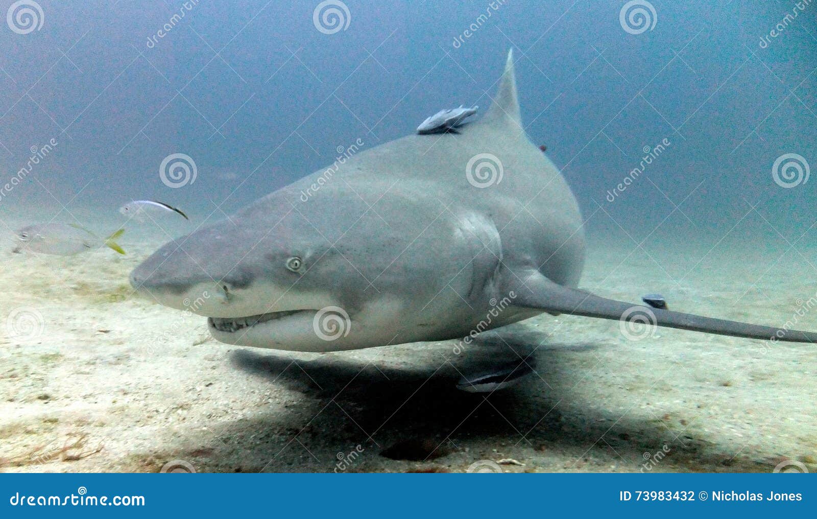 Lemon Shark stock photo. Image of beauty, chondrichthyes 73983432