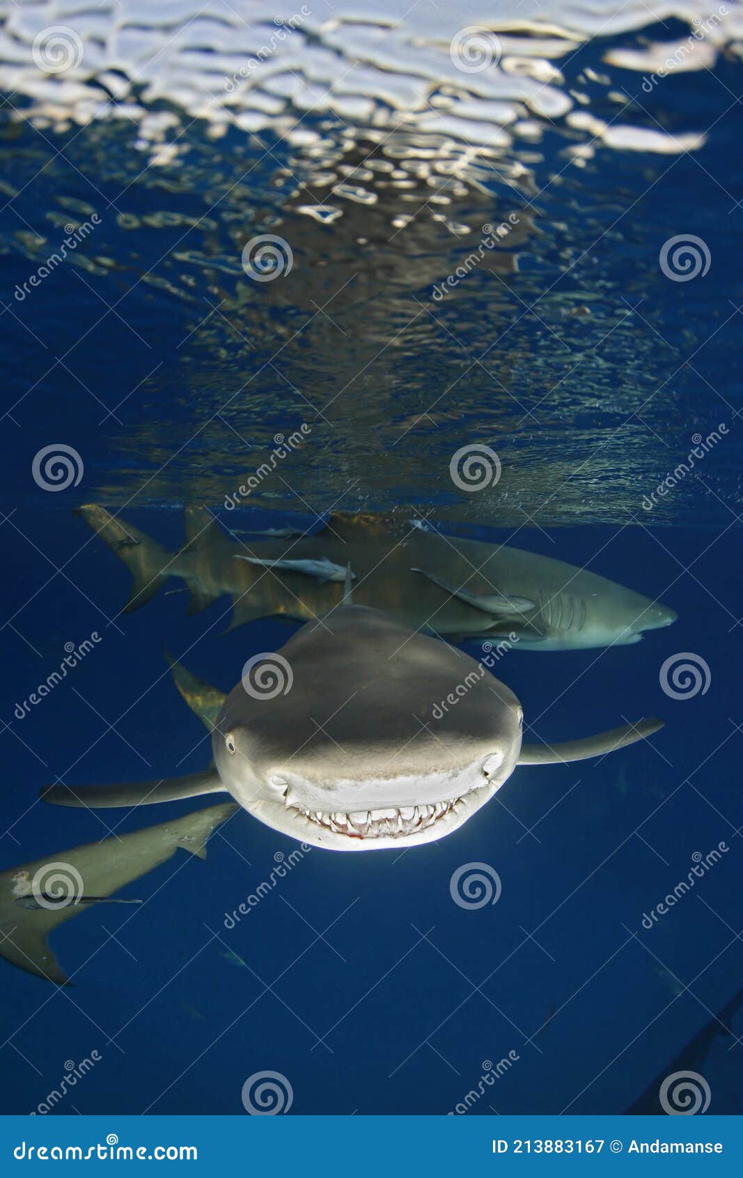 Lemon Sharks stock image. Image of lemon, beach, teeth - 213883167