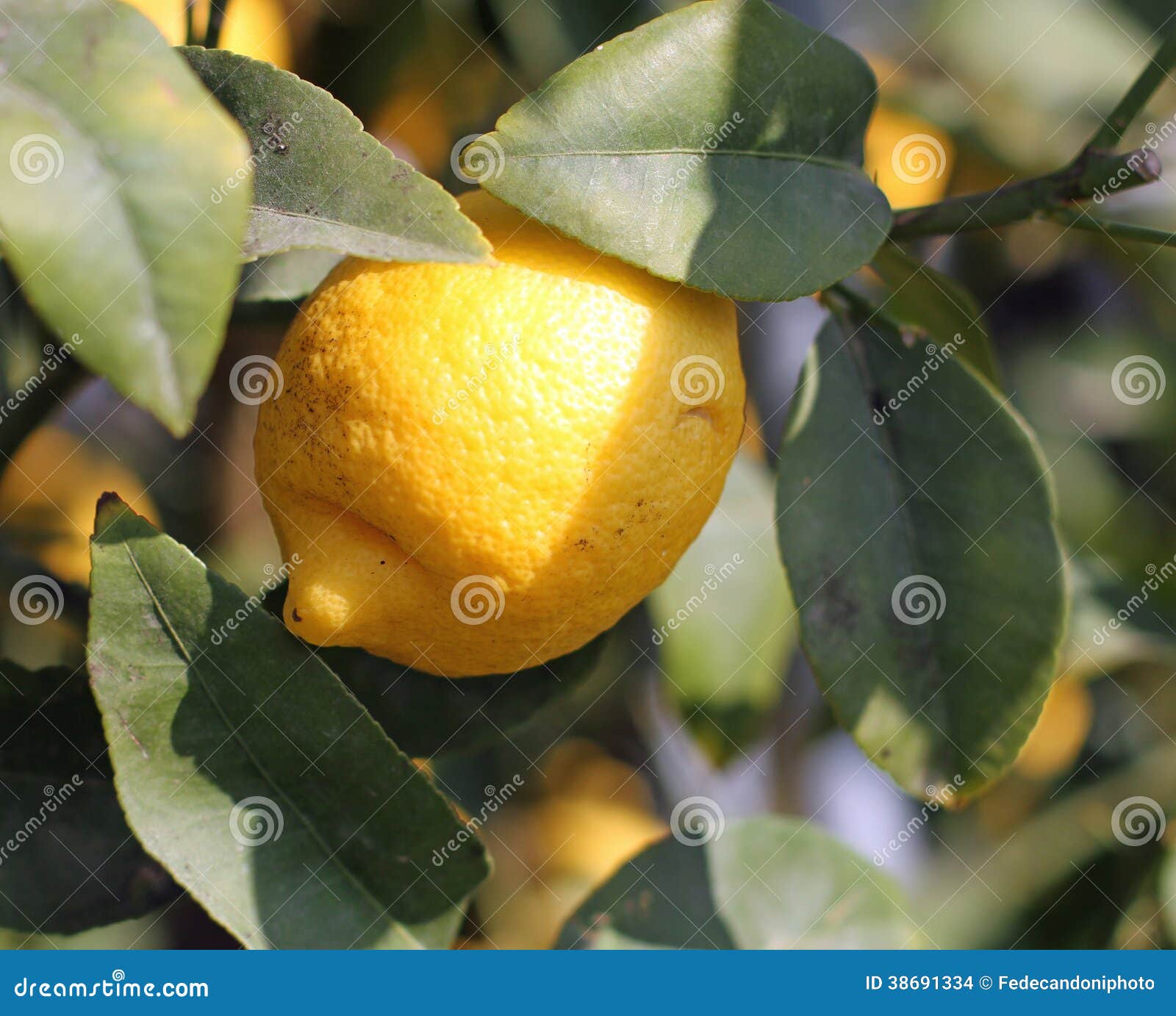 lemon from sicily hanging from a tree