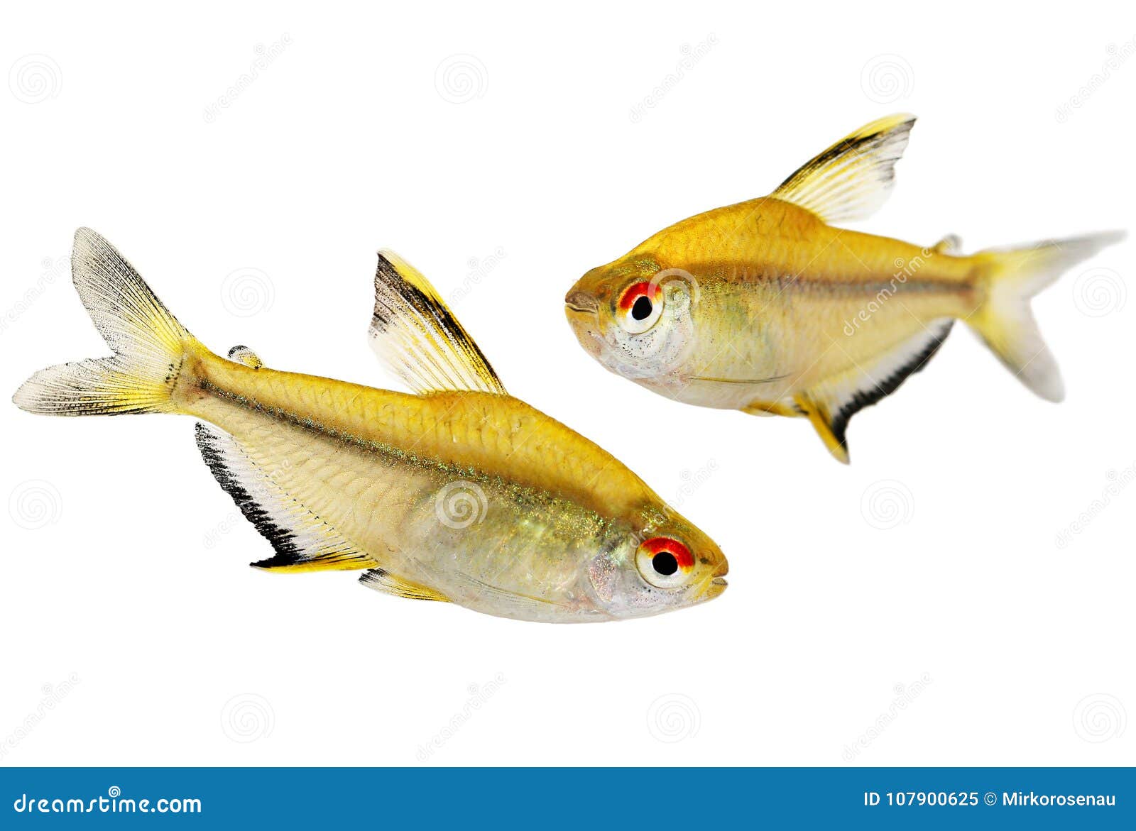 lemon tetra hyphessobrycon pulchripinnis tropical freshwater aquarium fish