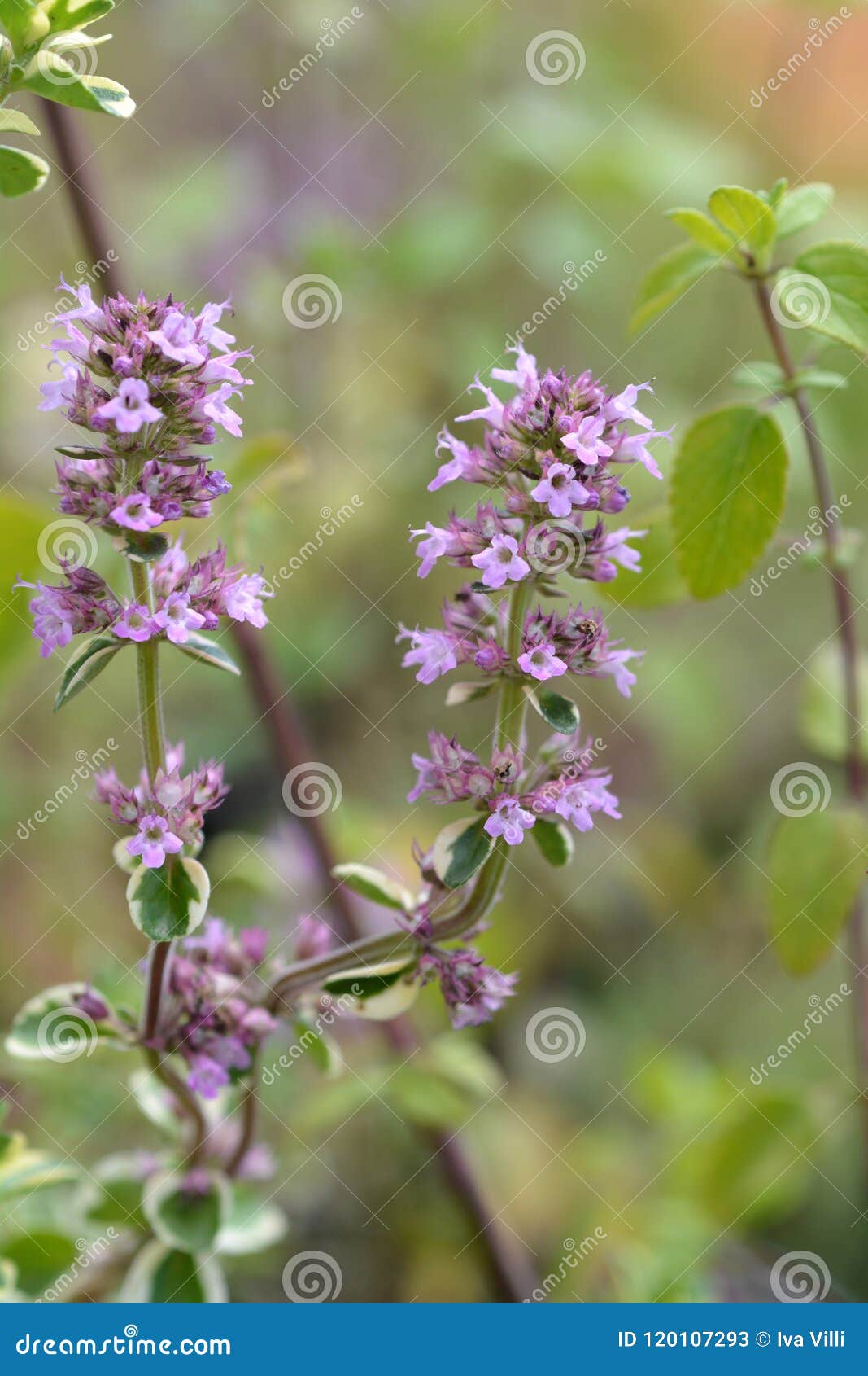 Lemon thyme stock image. Image of leaf, herb, outdoors 120107293