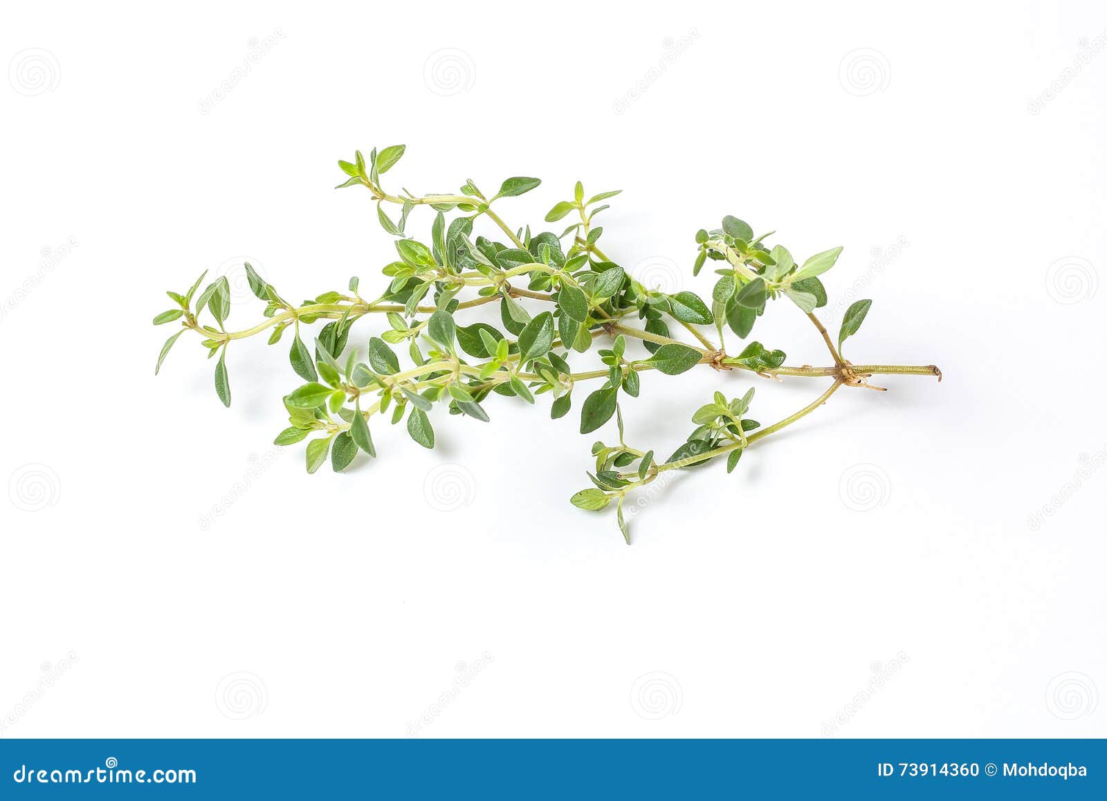 Lemon Thyme Herb stock photo. Image of spice, food, vegetable 73914360