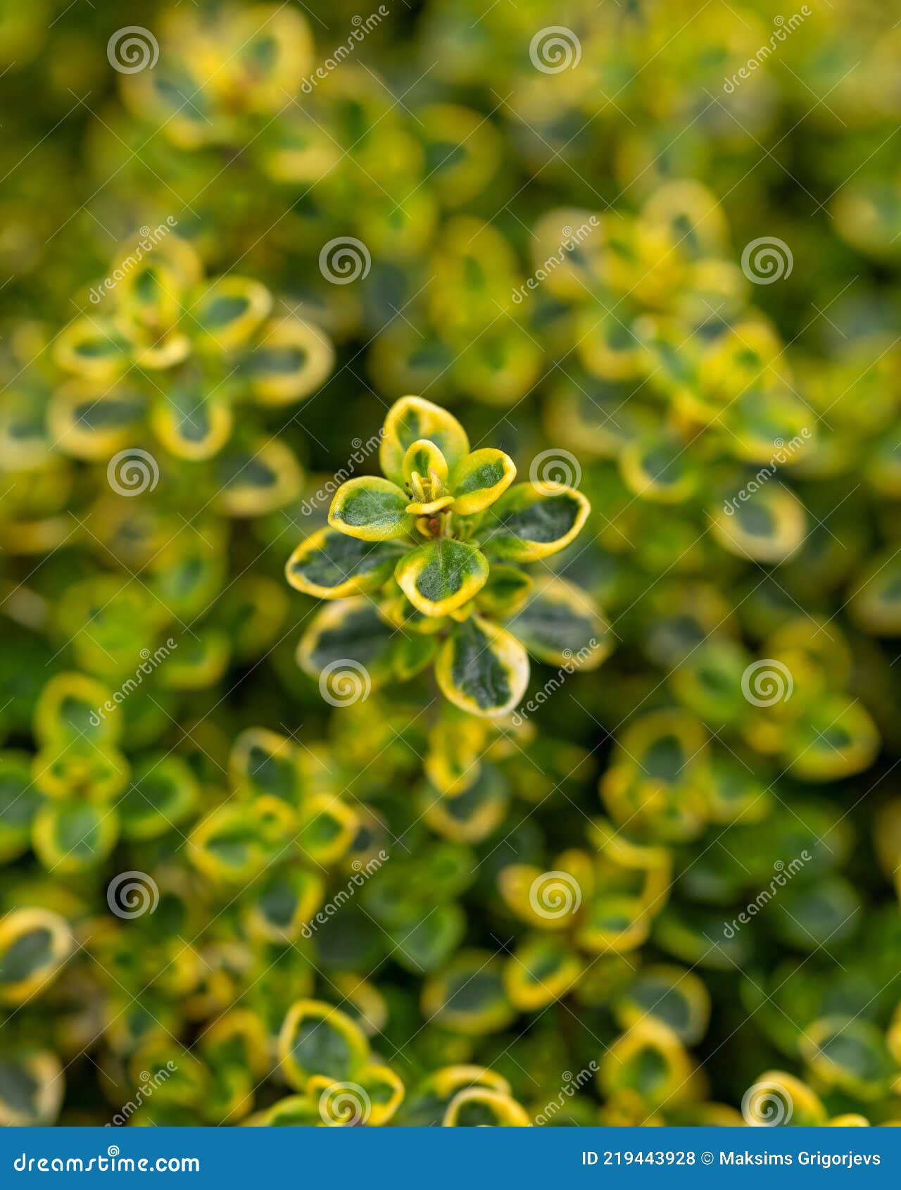 Lemon Thyme Plant Growing in the Herb Garden Stock Photo Image of