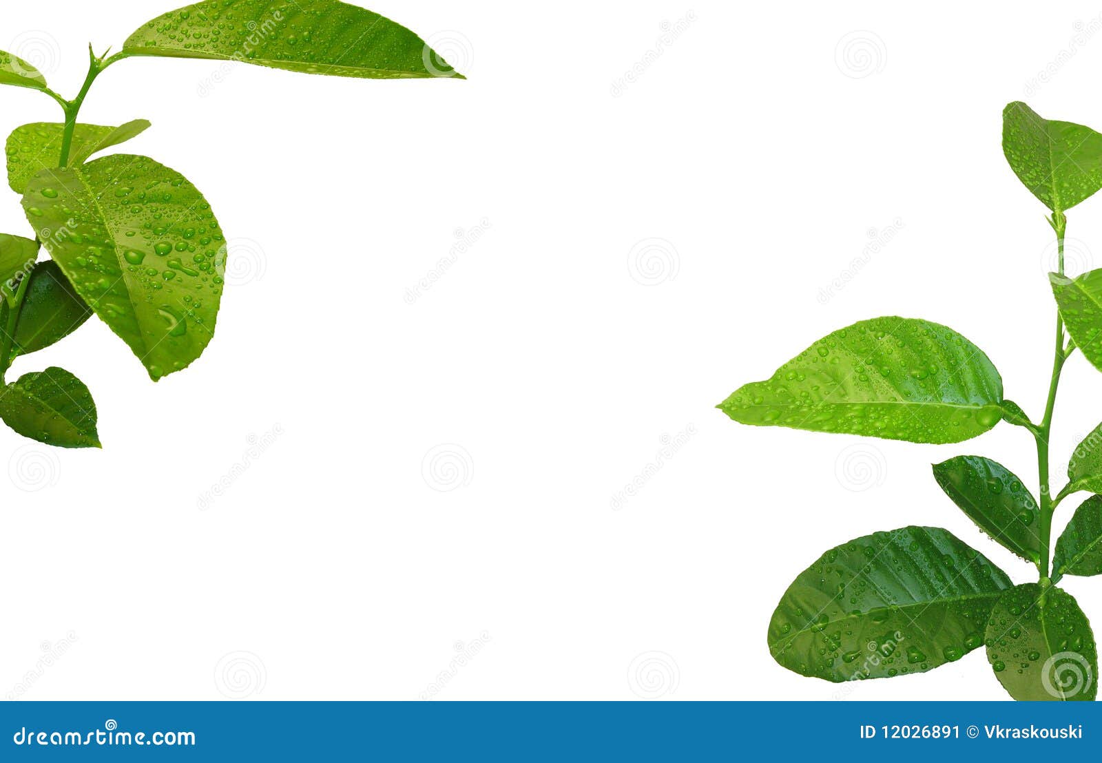 Lemon tree background stock illustration. Illustration of fruit - 12026891