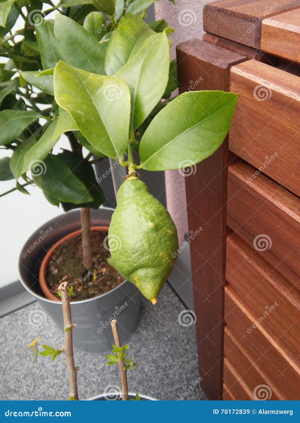 Lemon Tree on balcony stock image. Image of summer, harvest 70172839