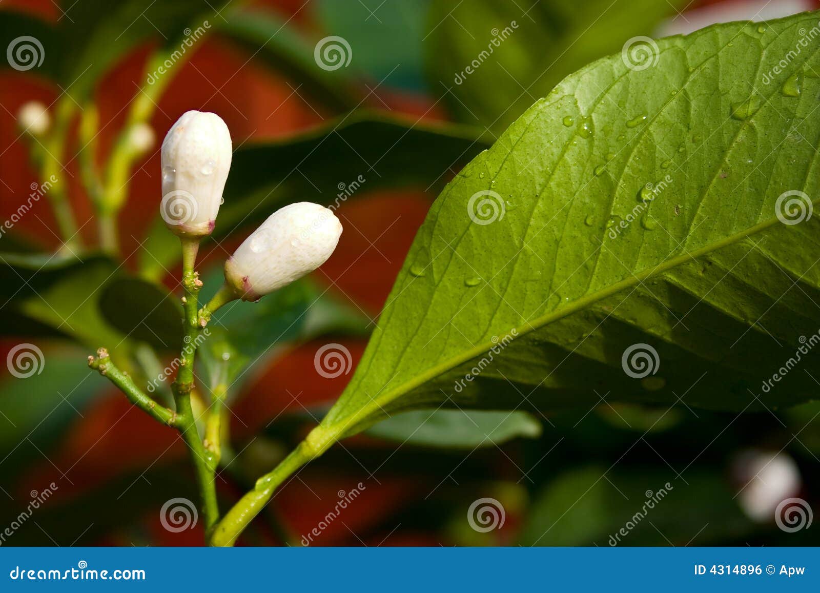 Lemon tree buds stock photo. Image of young, daylight 4314896
