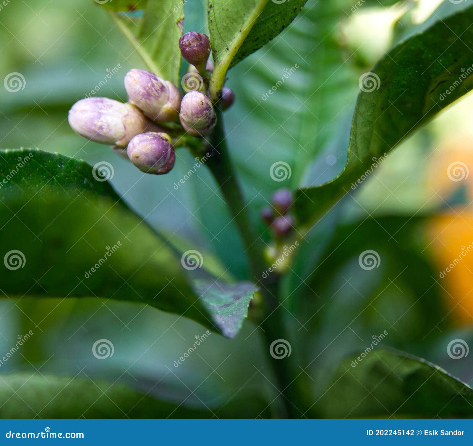 Lemon Tree Buds among Leaves Stock Photo Image of lemon, lush 202245142