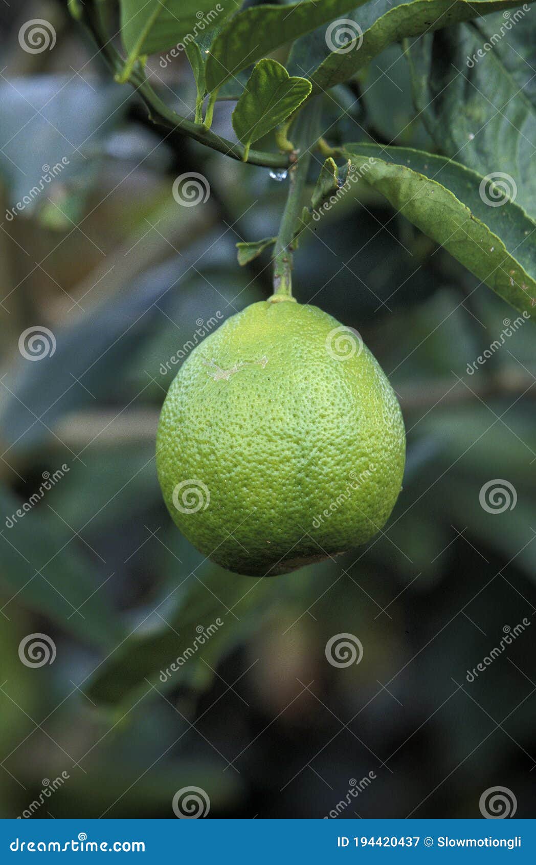 LEMON TREE Citrus Limonum in HAWAII Stock Image Image of outdoor