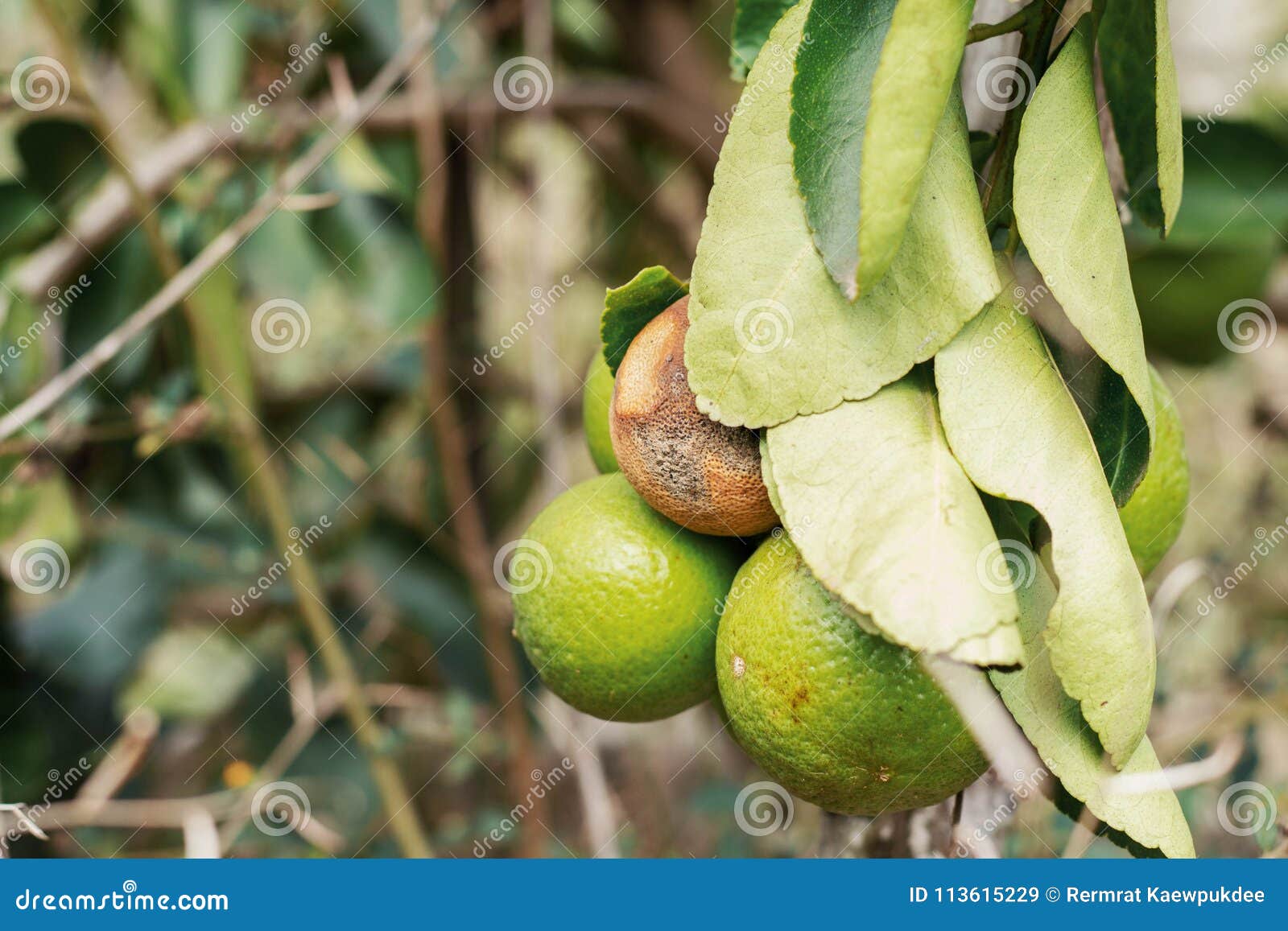 Lemon on tree of dries. stock image. Image of lime, agriculture 113615229