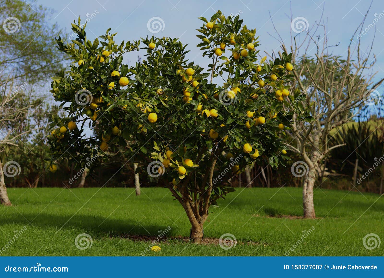 A Lemon Tree Full of Fruits Stock Image Image of yellow, beautiful