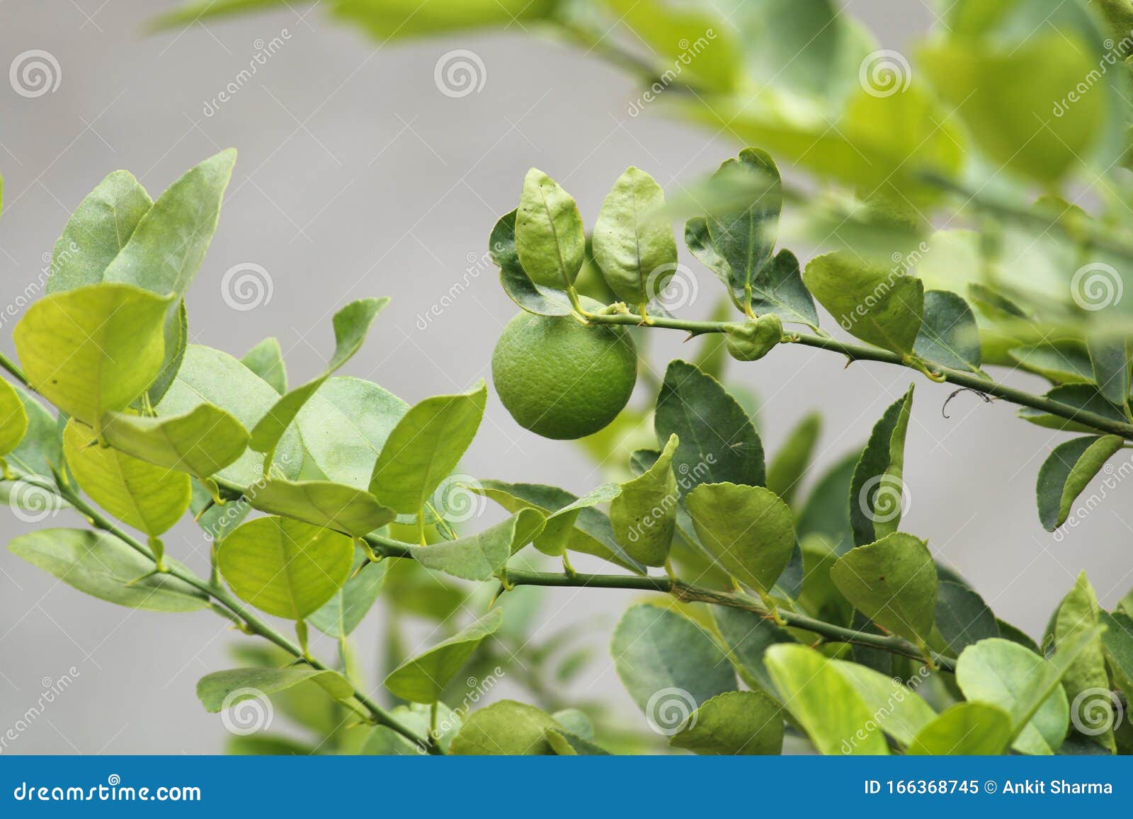 Lemon Tree with Green Lemon Stock Image Image of tree, blur 166368745