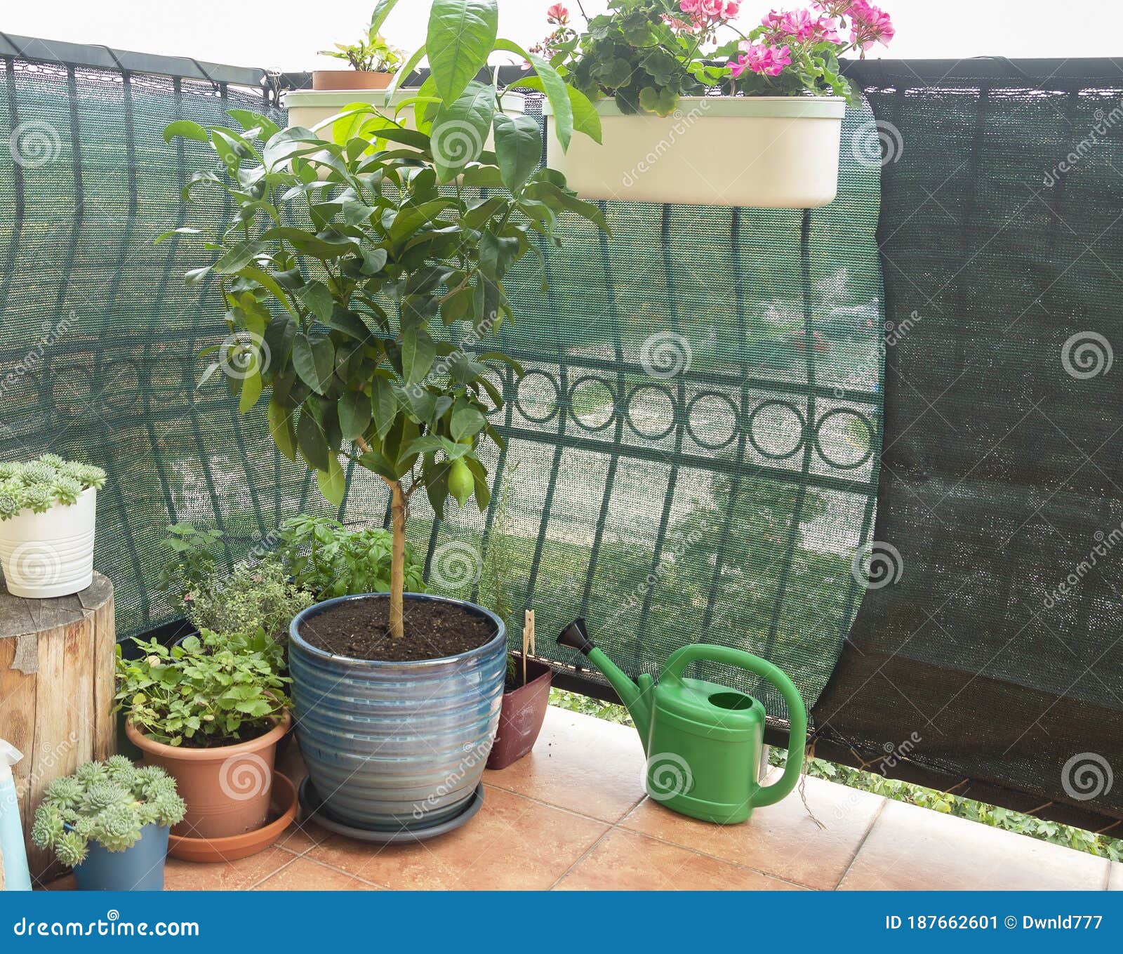 Lemon Tree Growing in Flower Pot on Balcony Stock Image Image of