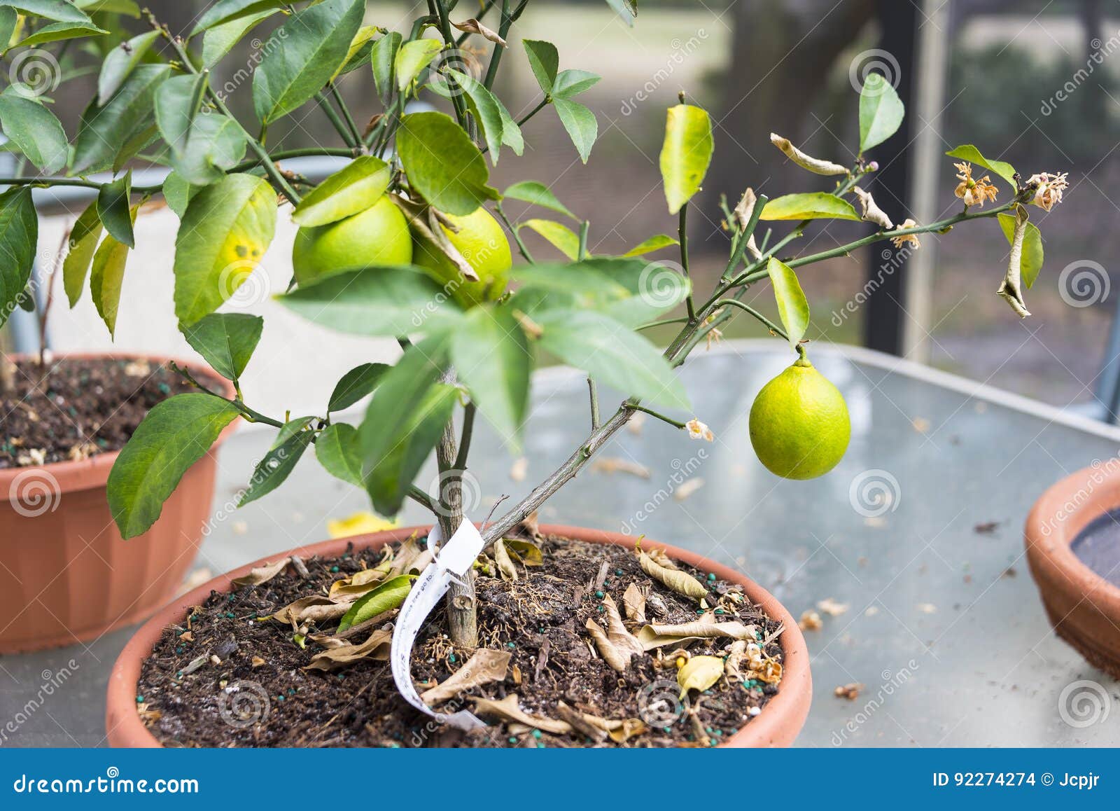 Lemon Tree Harvest stock photo. Image of ripe, fruit 92274274