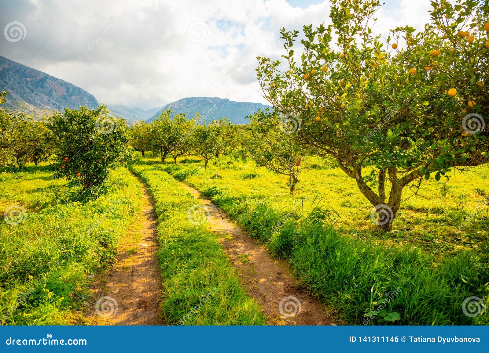 Lemon Trees in a Citrus Grove in Sicily, Italy Stock Photo Image of