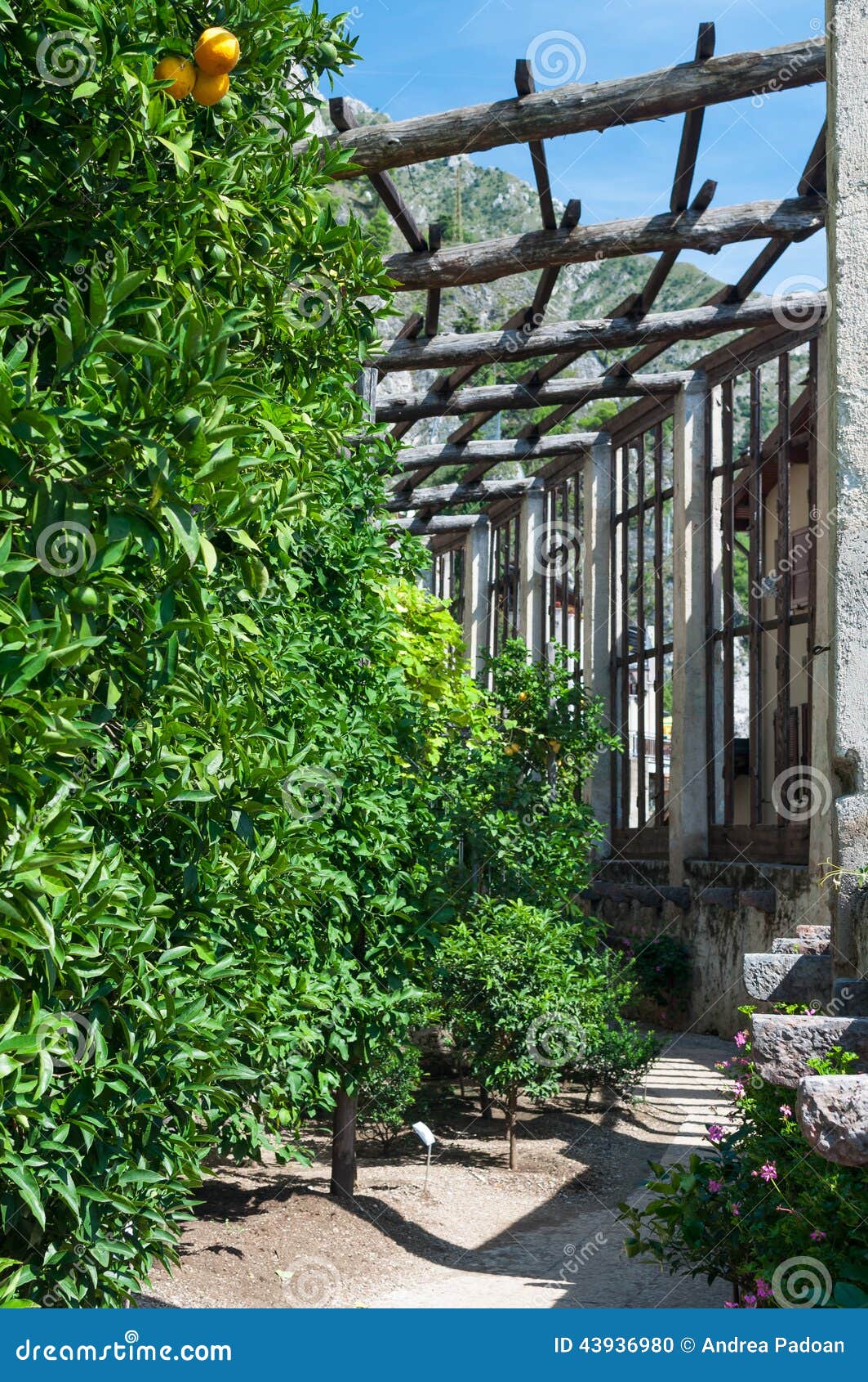 lemon trees from the old limonaia, which contains many old plants.