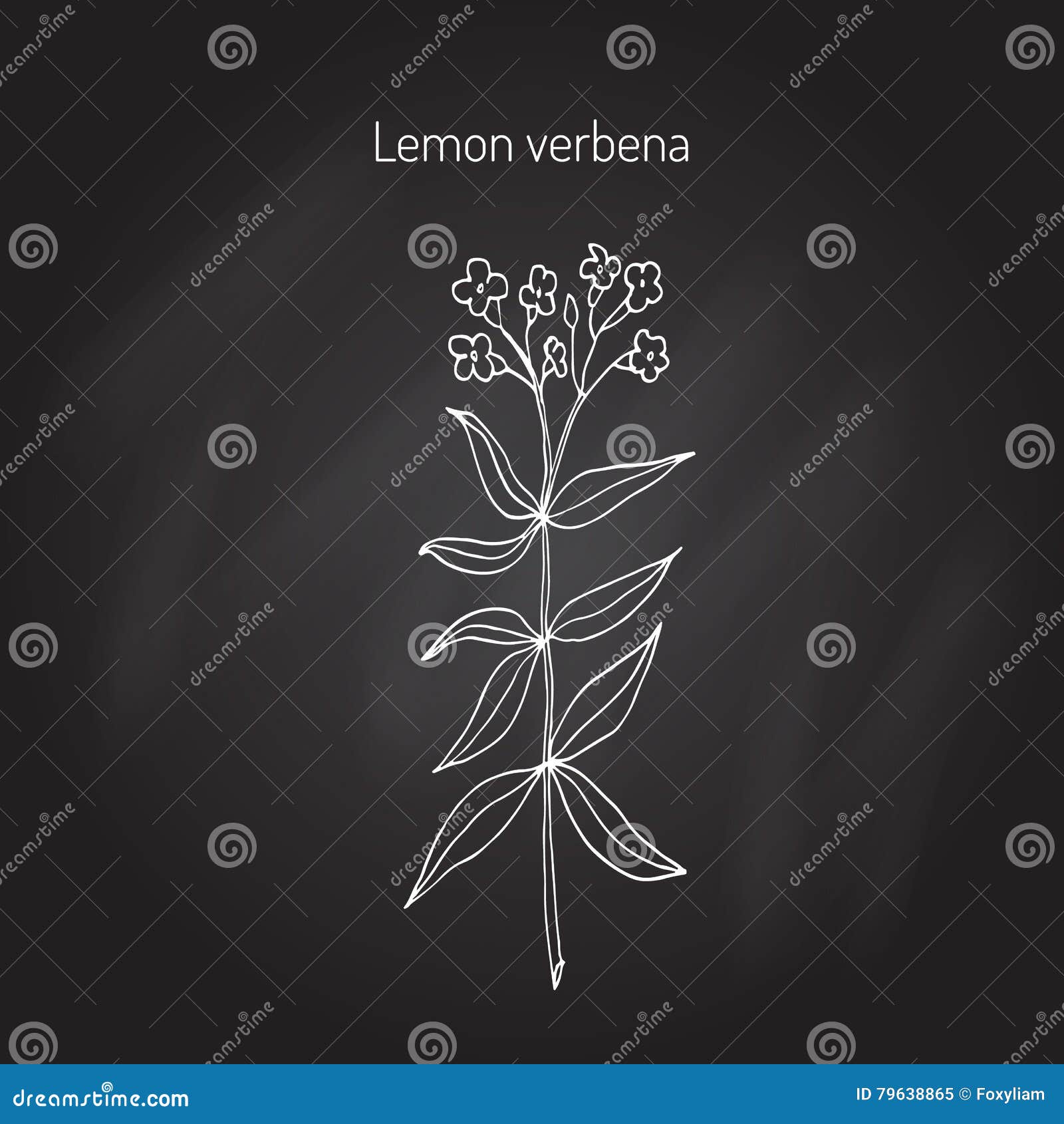 Lemon verbena stock vector. Illustration of garden, fresh - 79638865