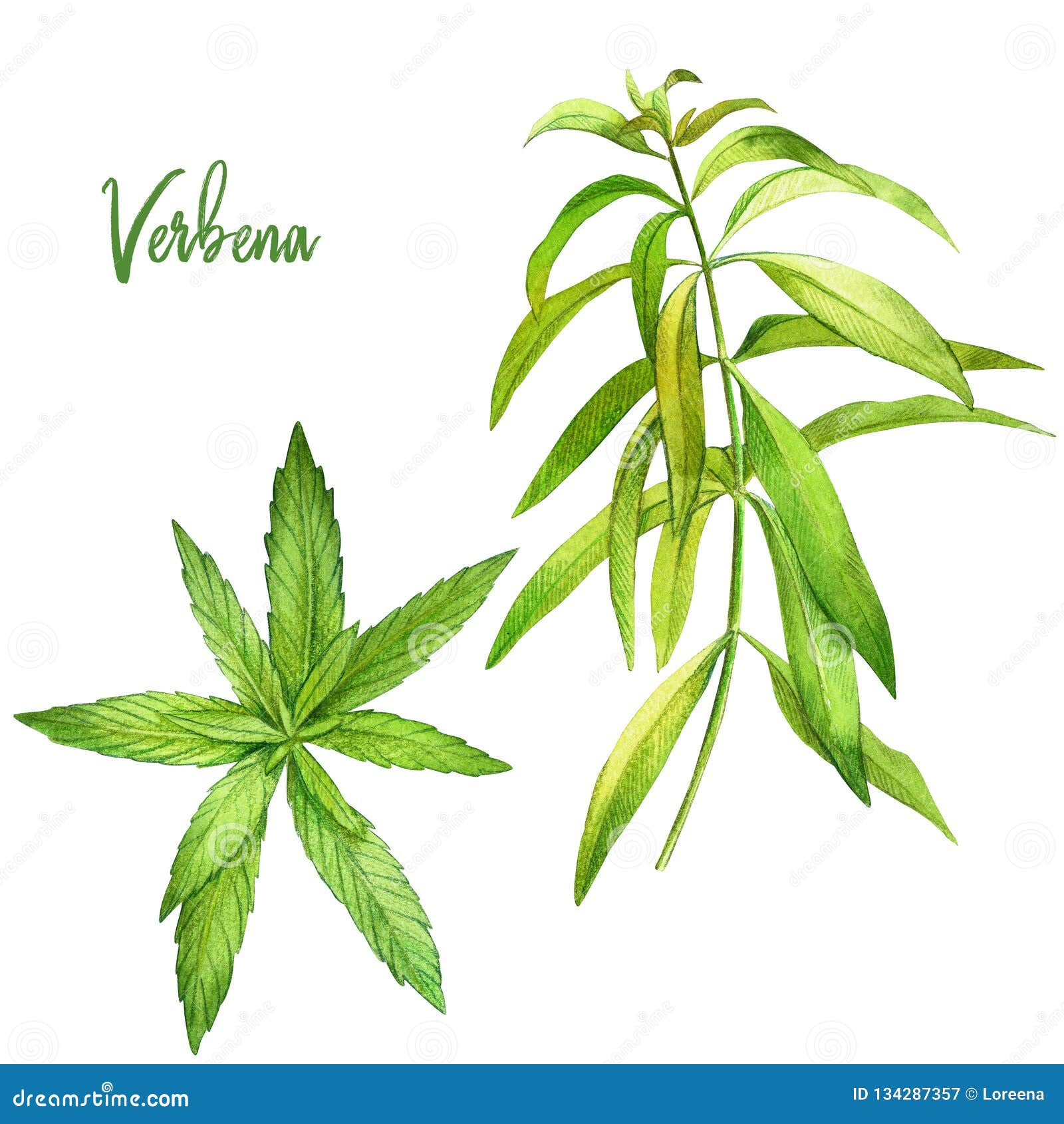 Lemon Verbena Essential Oil Wave Watercolor Hand Drawn Illustration  Isolated On White Background Stock Illustration - Download Image Now -  iStock