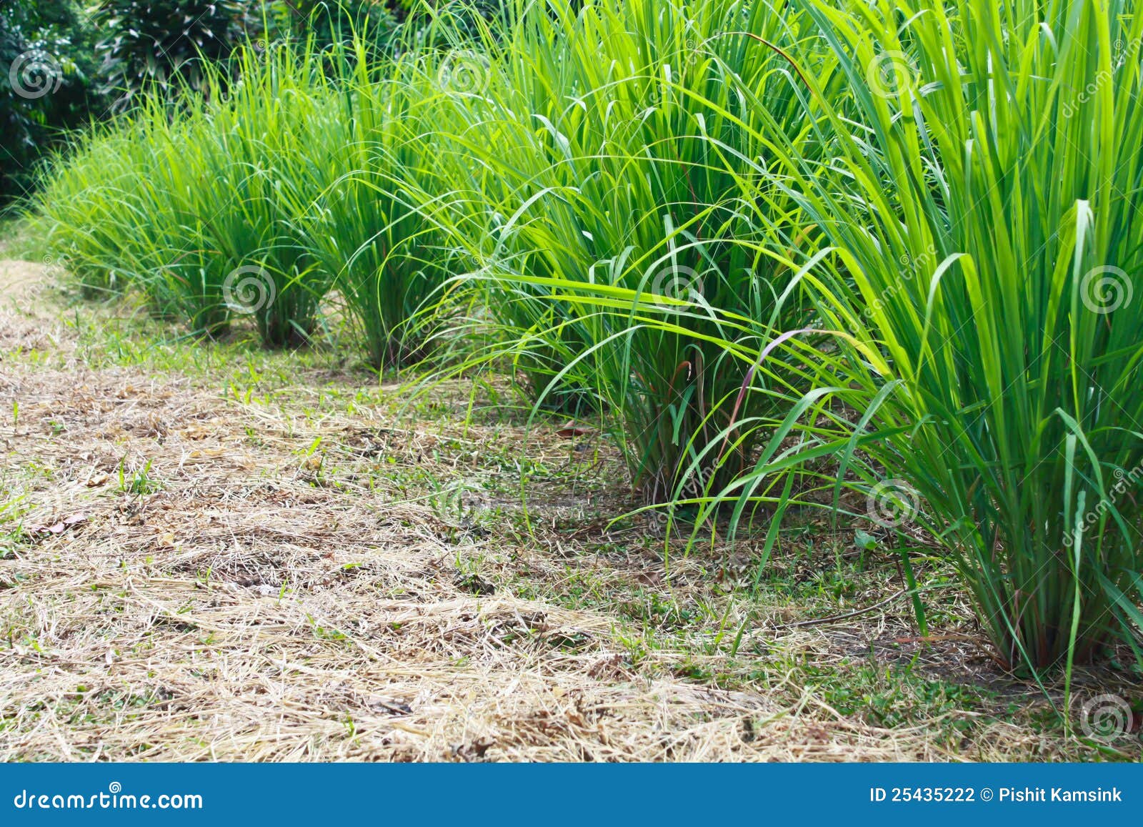 Lemongrass clump stock photo. Image of grass, aroma, natural 25435222