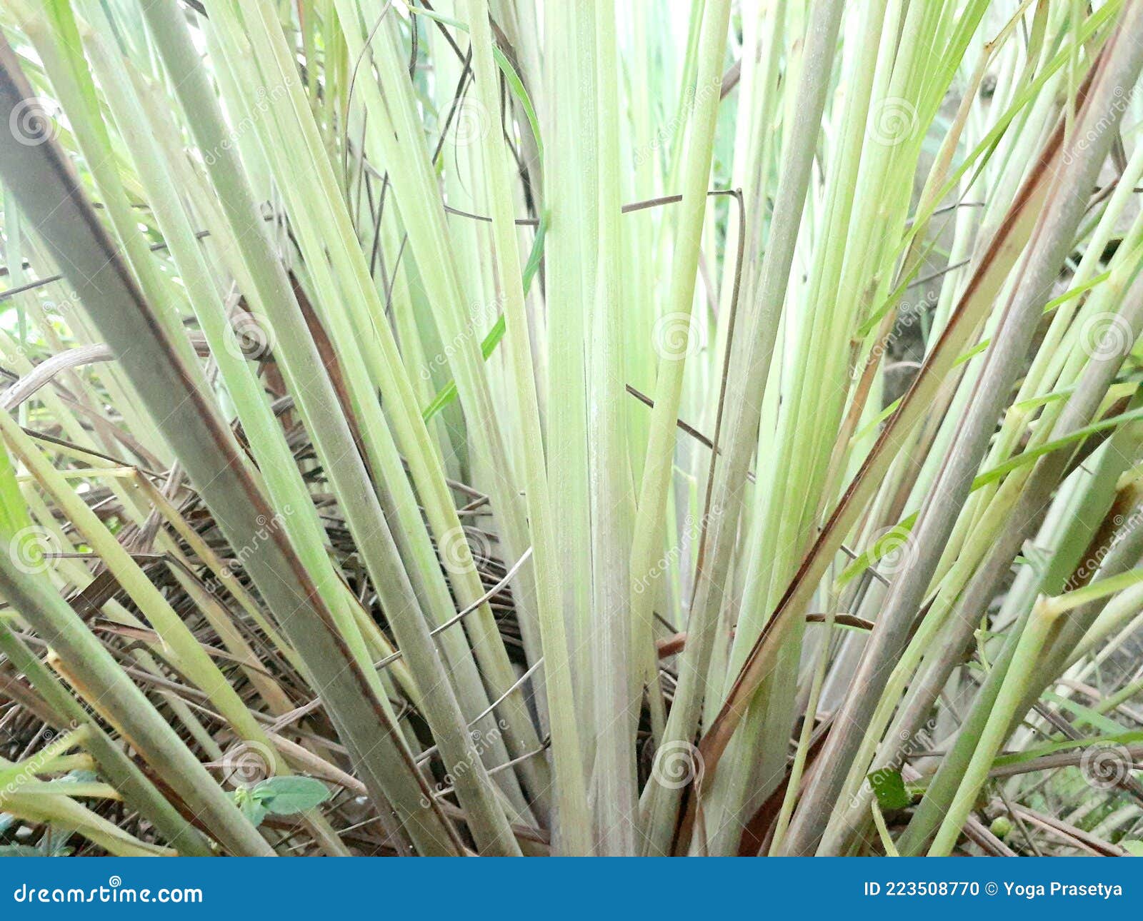 Lemongrass Plant that Has a Distinctive Refreshing Smell Stock Photo